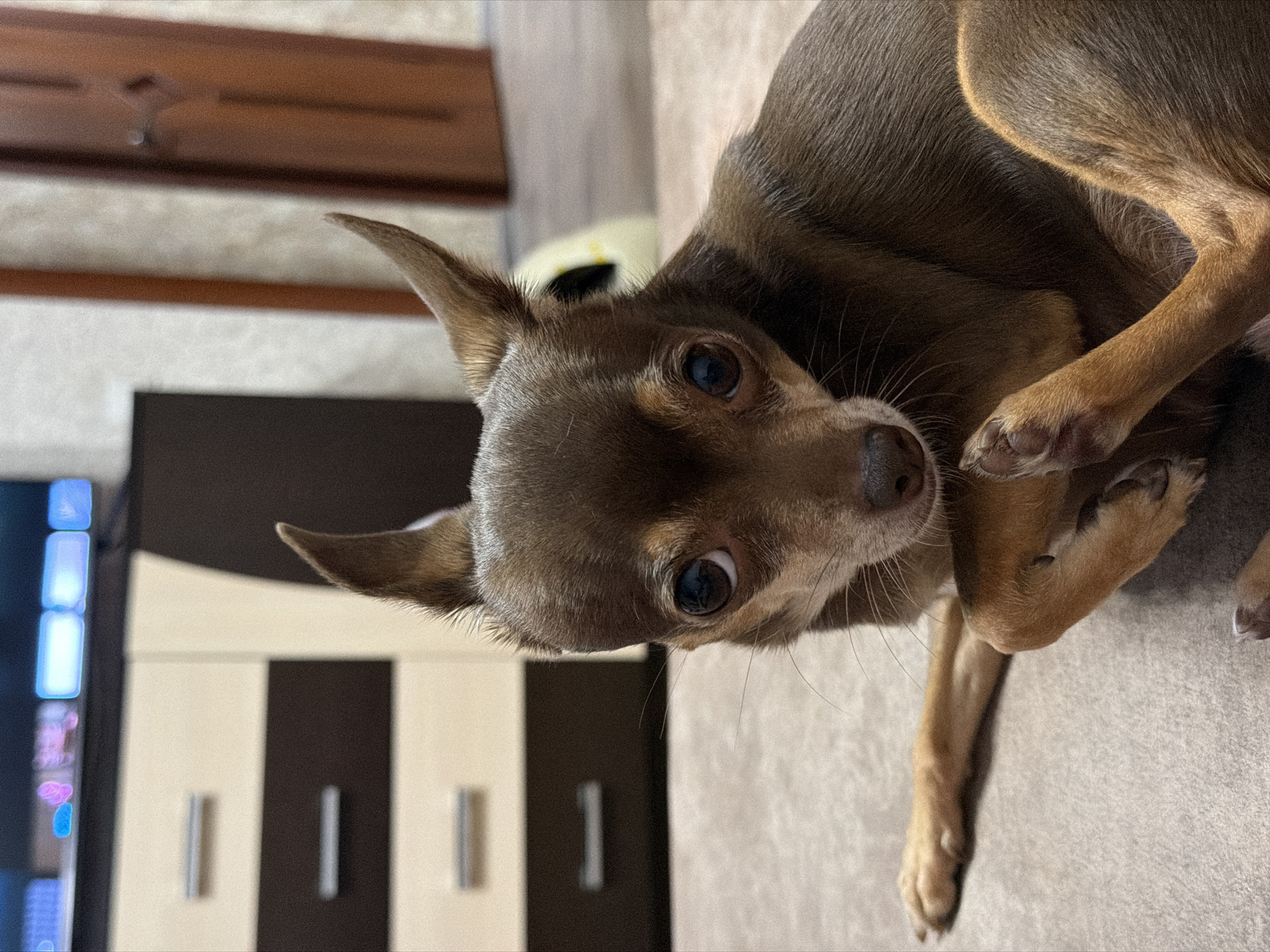 A close-up, eye-level shot shows a small, brown chihuahua mix dog lying on a beige surface, likely a carpet or upholstered furniture. The dog is facing forward, with its head slightly tilted and its large, dark eyes looking directly at the camera. Its ears are pointed upwards and slightly to the side, revealing fine hairs. The dog's front paws are crossed in front of its chest, with one paw resting on top of the other. The background is blurred but suggests an indoor domestic setting, with a dresser and a wooden door visible. The lighting is soft, highlighting the texture of the dog's fur and the details of its face.