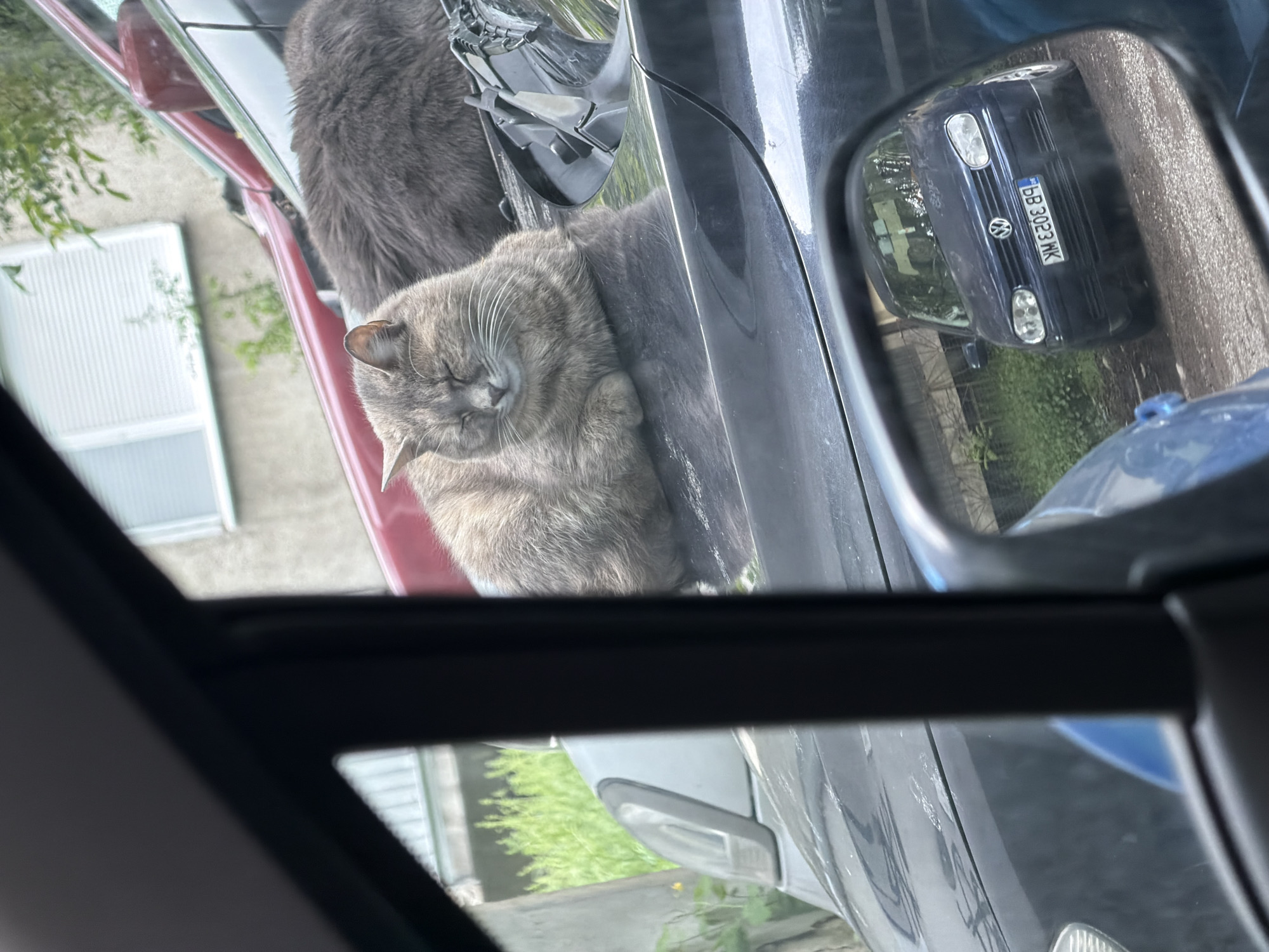 A gray cat is resting on the hood of a gray car, with another gray cat partly visible behind it. The scene is viewed from inside another car through the sunroof. A side mirror reflects a dark blue Volkswagen Golf with the license plate BB 3023 MK. A building with white siding is visible in the background. Given the license plate format, the location is Plovdiv, Bulgaria.