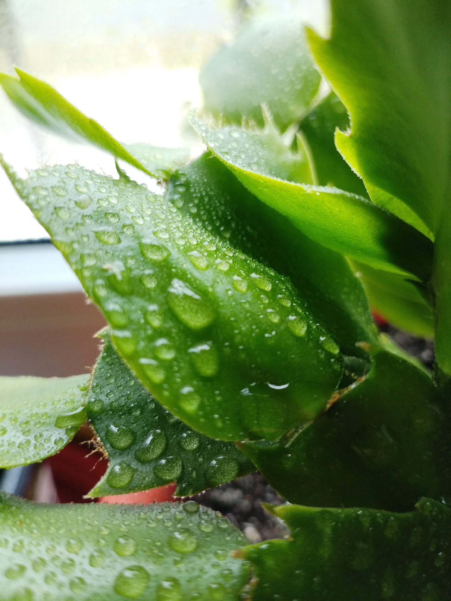 A close-up, slightly overhead shot shows a collection of vibrant green succulent leaves with numerous water droplets clinging to their surfaces. The leaves have serrated edges and appear slightly fleshy. In the background, a soft blur suggests a window with diffused light. The scene is indoors, likely a domestic setting. The image composition focuses on the texture and glistening quality of the water on the leaves. There are no people or animals visible. The soil is partially visible at the bottom, a dark, granular substance. The overall impression is one of freshness and natural beauty.