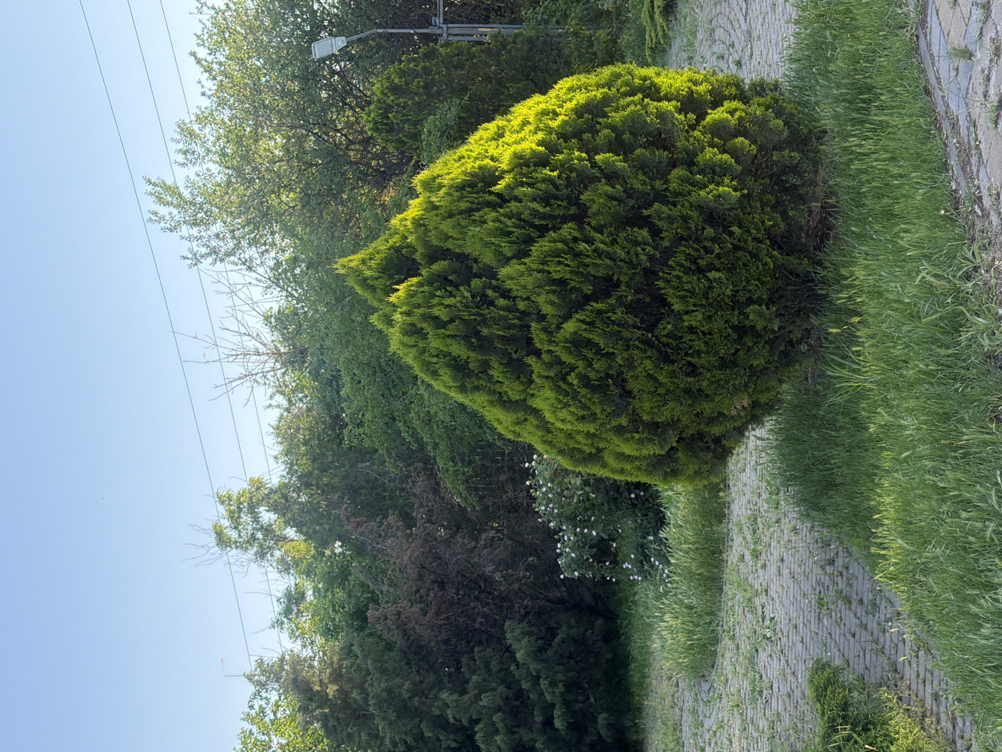 The image shows a landscaped area in what appears to be Rostov-on-Don, Russia. A manicured evergreen shrub dominates the frame, its rounded shape contrasting with the surrounding foliage. A paved path runs adjacent to the shrub, bordered by unkempt grass and small plants. In the background, a variety of trees and bushes create a dense green backdrop. Overhead, a light pole and power lines are visible against a clear, blue sky. No people or animals are immediately apparent.