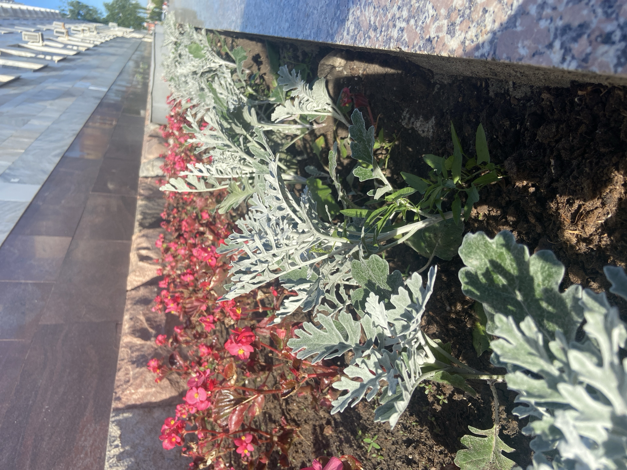 The image shows a flower bed with pink flowers and silver-leafed plants. The flower bed is located in front of a building with a stone facade. The building appears to be a modern structure with multiple stories and air conditioning units visible on the exterior. The foreground of the image focuses on the plants and soil. The background shows a tiled sidewalk and a tree line. The lighting suggests it is daytime, with sunlight casting shadows. Based on the architecture and general urban setting, the scene is consistent with a location in the city of Ufa, Russia. There are no people or animals visible in the image.
