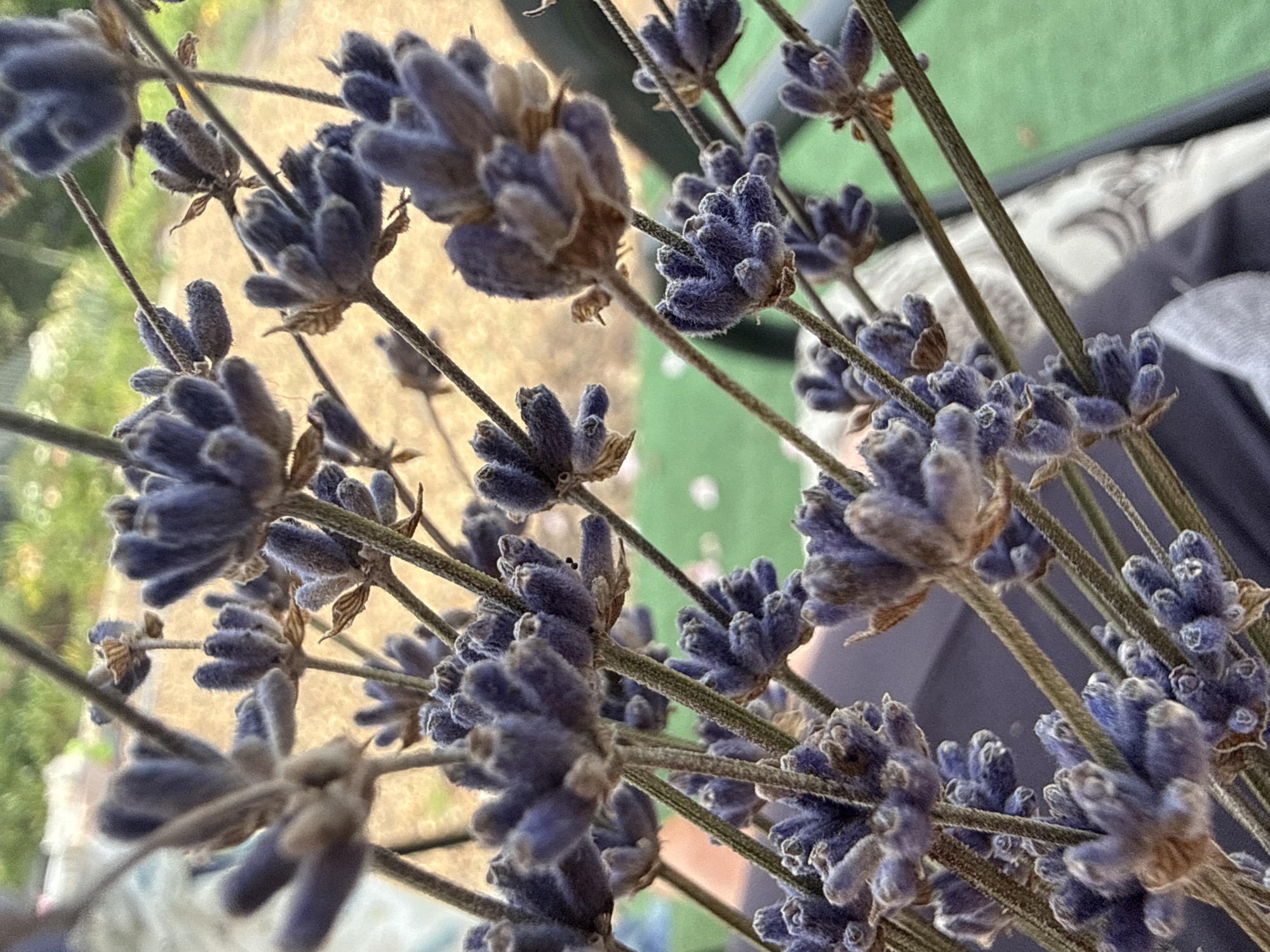 This is a close-up, slightly out-of-focus photograph of dried lavender sprigs. The lavender flowers are a muted purple and appear fuzzy. The stems are thin and green. In the background, a blurry green surface and a tan, textured surface are visible, suggesting an outdoor setting. The scene is devoid of any recognizable landmarks or elements that would indicate a specific location within the city of Павловка, Russia. There are no people or discernible actions taking place. The overall impression is one of a still life arrangement of dried botanicals.