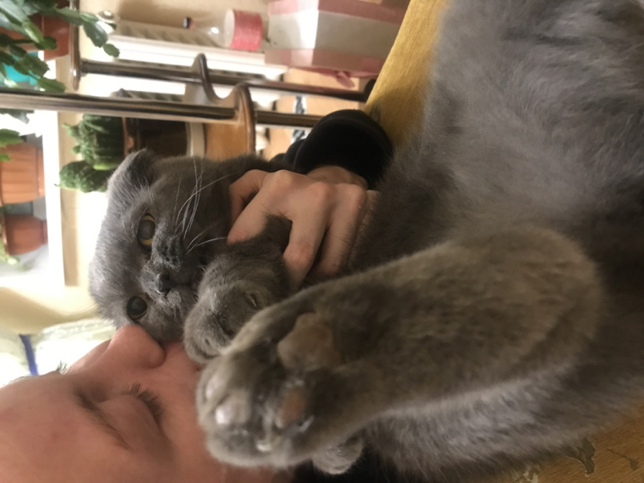 A Scottish Fold cat lies on its back, its grey fur prominent. A hand gently holds the cat's paw and face. The cat's face is close to a human face, with eyes open and looking directly at the viewer. The human's eyes are closed, their face nestled against the cat. A shelf with plants is visible in the background.