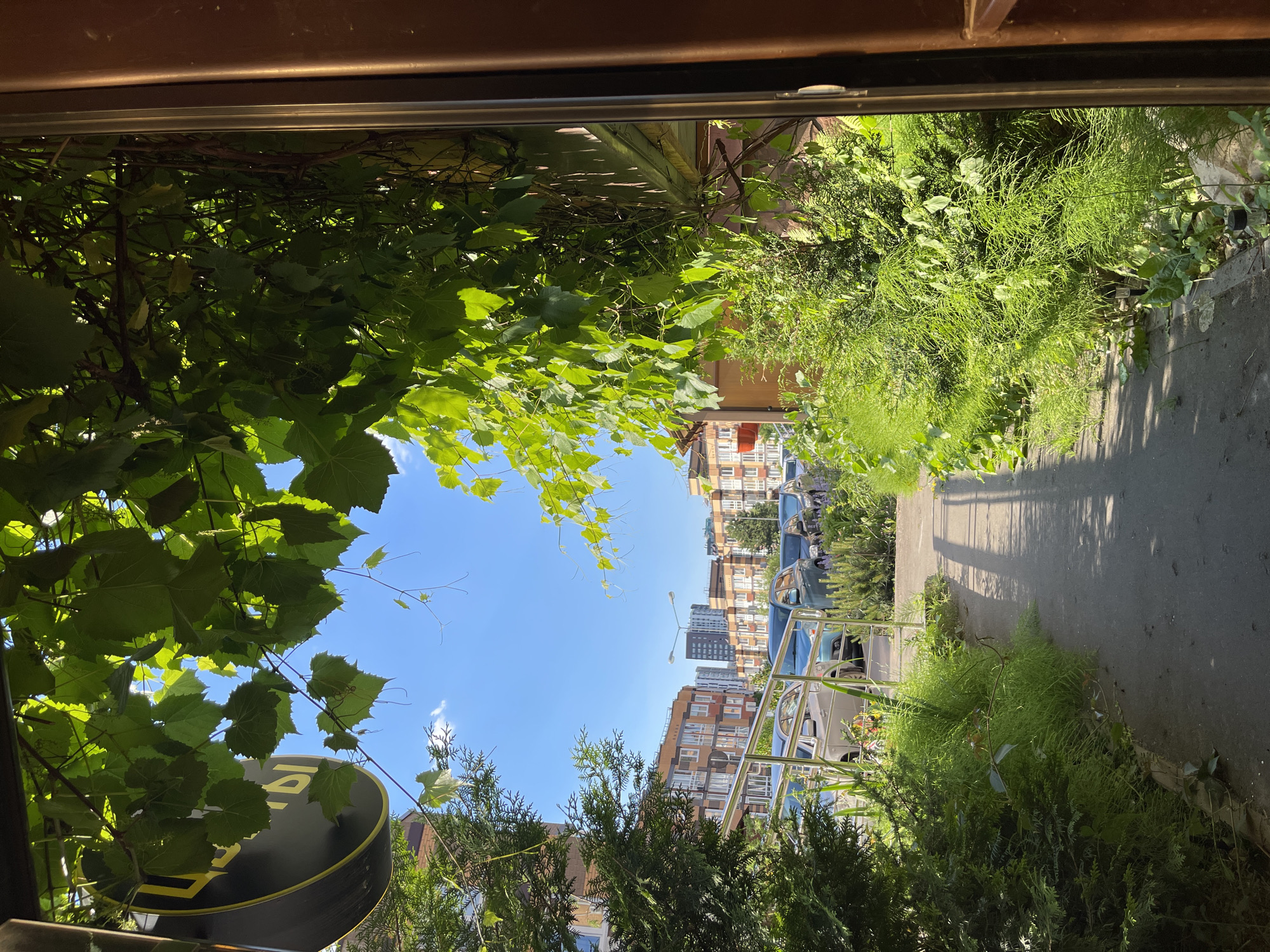 The image shows a pathway in front of several apartment buildings in the city of Kommunarka, Russia. A sidewalk runs along the left side of the frame, bordered by green grass and bushes. Cars are parked on the right side of the sidewalk. Overhead, green foliage from vines hangs down, casting shadows on the ground. In the background, the apartment buildings are visible, featuring multi-colored facades. The sky is clear and blue. A dark sign with yellow lettering is partially visible on the upper left, hanging from a vine. The perspective is from a doorway or opening looking out onto the scene.