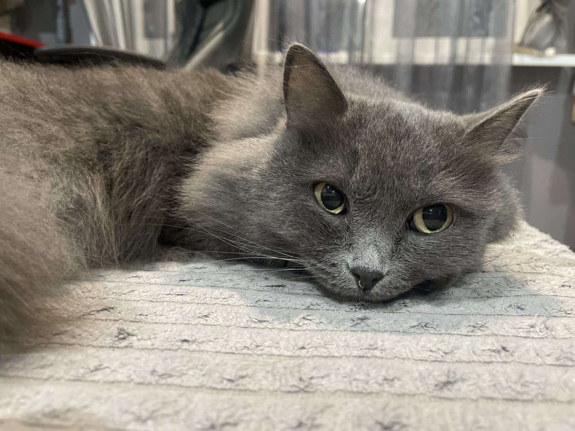 A medium-sized, gray cat is lying on a gray surface with linear patterns. The cat's body is mostly obscured, but its head is in focus. The cat has greenish-yellow eyes, a small, dark nose, and long white whiskers. The background is blurred but appears to be an interior space with light-colored vertical stripes. The location and city are unknown.