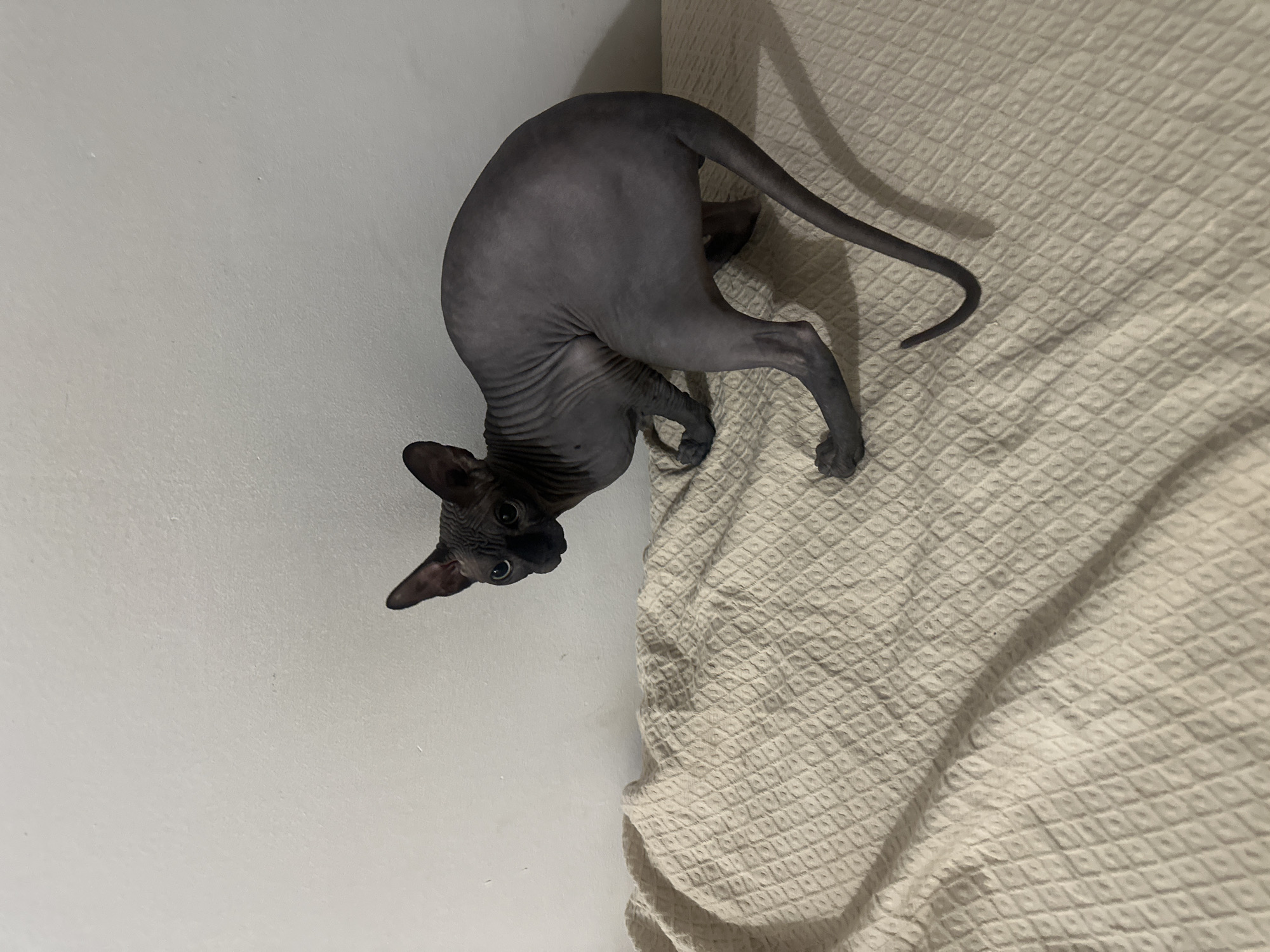 A hairless cat with dark grey skin and large ears is positioned on a textured cream-colored blanket. The cat is looking towards the left of the frame with its body angled towards the right. Its left front paw is extended forward, and its hindquarters are raised in a crouching posture. The background consists of a plain white wall. There is no indication of Budva, Montenegro in the image.