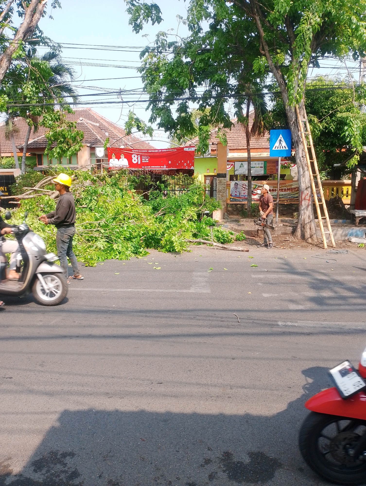 In Probolinggo, Indonesia, two men are working on a street, clearing fallen branches from a tree. One man, wearing a yellow hard hat, stands near a scooter and appears to be directing or observing. The other man, wearing a brown cap and a brown shirt, operates a chainsaw, cutting through thick branches. A large pile of green leafy branches is spread across the road and sidewalk, obstructing traffic. A ladder leans against the tree, suggesting the work may have involved climbing. A blue pedestrian crossing sign is visible on the tree. In the background, houses with red tiled roofs are seen. A red banner with "81" and images of two men is displayed on a building. A red motorcycle is partially visible in the foreground. The scene depicts ongoing street maintenance work.