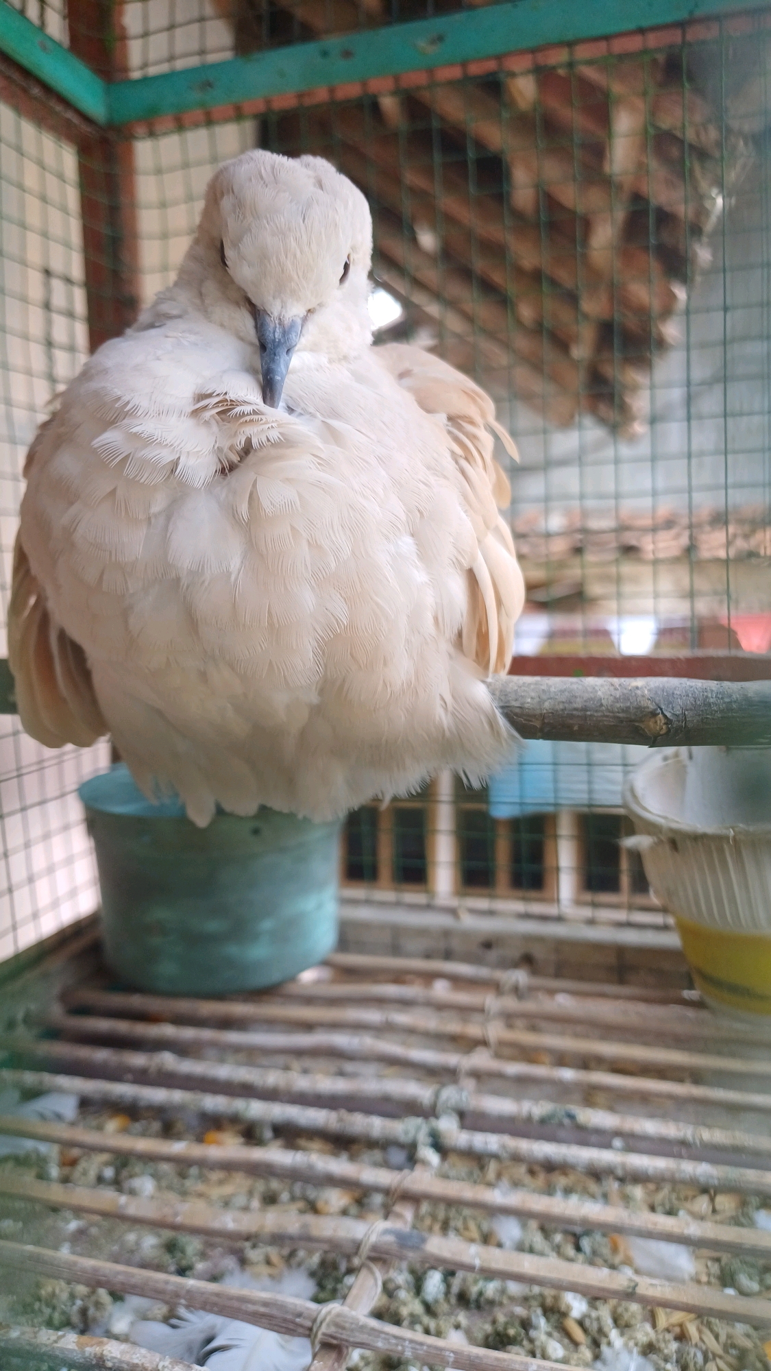 A close-up, vertical shot captures a light-colored dove inside a cage. The bird is positioned on a wooden perch, with its head tilted down and its beak tucked into its chest feathers, giving the impression of grooming or resting. Its plumage is predominantly a soft, creamy white with subtle hints of brown or beige on its wings.
The cage itself is constructed with green metal framing and a wire mesh enclosure, typical of bird cages. Below the perch, a greenish-blue circular container is visible, likely a food or water dish. The floor of the cage is made of thin wooden slats. In the background, through the wire mesh, a building with multiple windows can be seen, suggesting an outdoor or semi-outdoor setting. The overall environment appears somewhat rustic, with evidence of the cage's construction materials and the natural debris on the floor. The lighting suggests it is daytime. There are no people visible in the image.
This scene is located in Wonokerso, Indonesia.