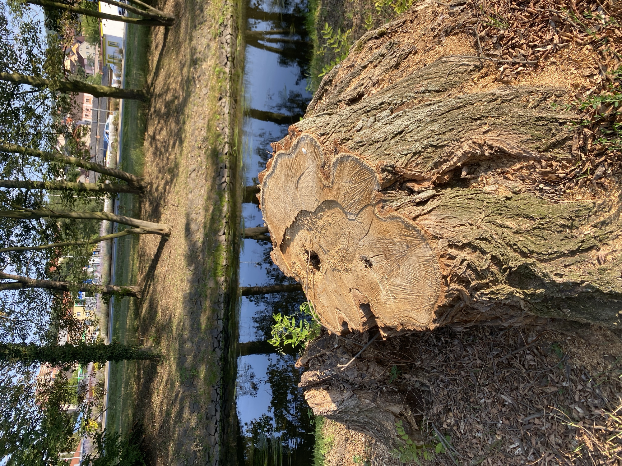 In Bílina, Czechia, the image captures a large tree stump in the foreground, its rough, textured bark a testament to its age. Sawdust and dry leaves litter the ground around its base. Behind the stump, a narrow body of water, likely a canal, reflects the surrounding trees and a distant urban landscape. Trees line the bank of the water, their shadows dappling the grassy area. In the background, buildings with red-tiled roofs suggest a residential or commercial area, with a road visible where a white car is passing. The sky is clear and blue, indicating a sunny day.