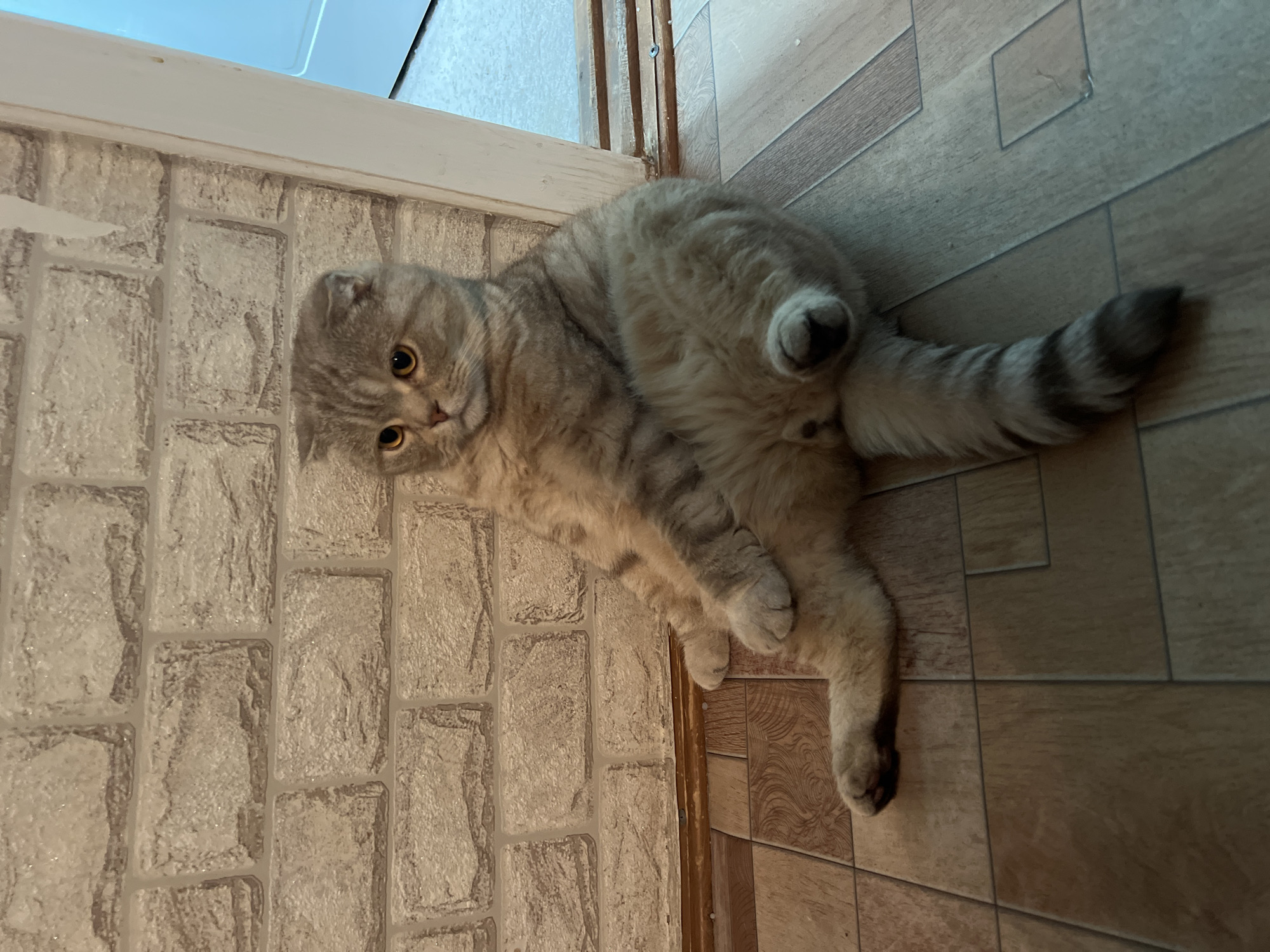 A domestic shorthair cat is lying on a floor that appears to be the border between two types of flooring. The cat is gray with tabby markings and is positioned with its head near a wall covered in a light-colored, brick-patterned material. The cat is in a reclining pose with its legs splayed and its tail curled up. The floor adjacent to the brick-patterned wall is composed of rectangular tiles or planks in a wood-grain pattern. The picture seems to have been taken indoors. There is no sign of the city of Chaikovsky, Russia.