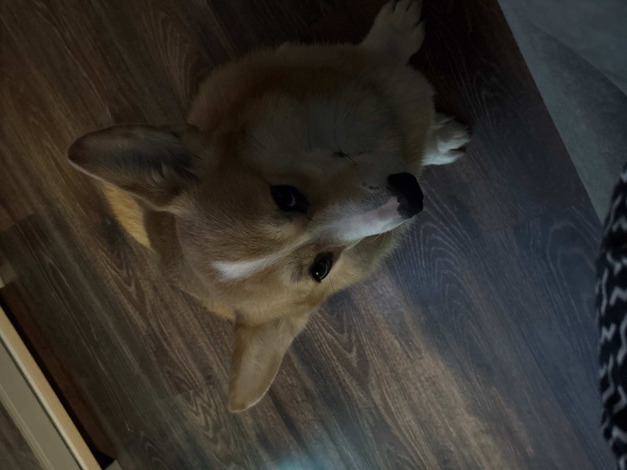 A corgi dog is sitting on a wood-look floor, looking up towards the camera. The dog is light brown and white, with a black nose. The floor appears to be inside. There is no evidence suggesting this image was taken in Votkinsk, Russia.