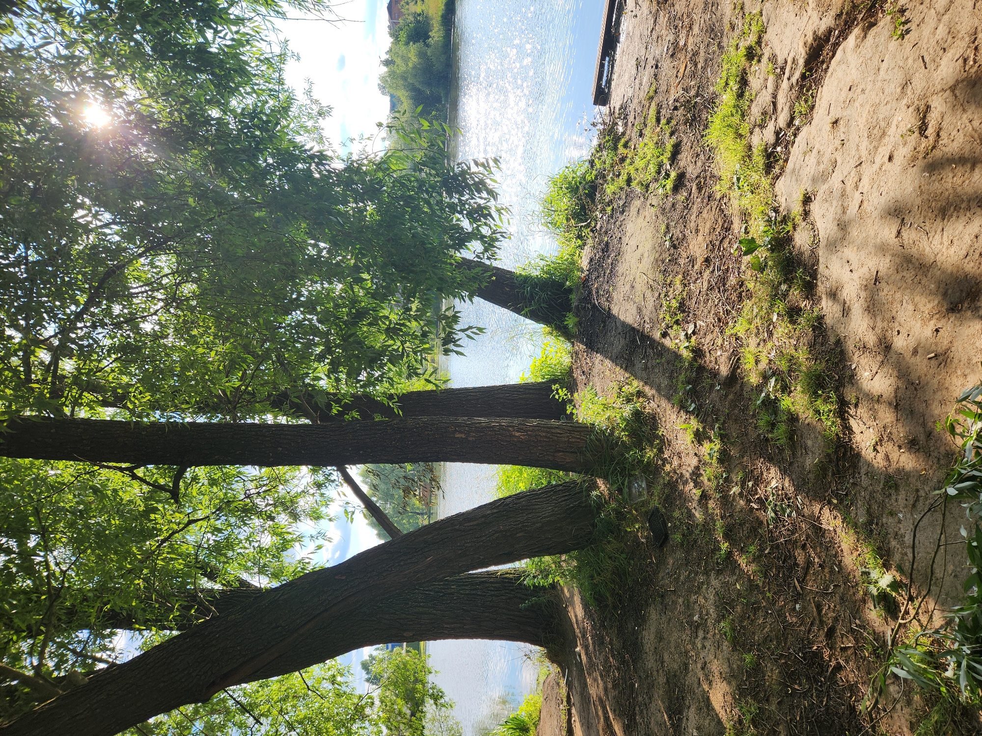 The image depicts a serene waterside scene in Vniissok, Russia, likely during a sunny day. The foreground is dominated by the textured bark of several trees, their branches heavy with lush green leaves, arching over a sandy bank. Sunlight filters through the foliage, creating dappled shadows on the ground and highlighting the vibrant green of the grass and small plants growing between the loose soil and debris.
Beyond the trees, a tranquil body of water stretches out, its surface shimmering with the reflection of the bright sun and the blue sky. The water appears calm, with gentle ripples indicating a light breeze. In the distance, the opposite bank is lined with more trees and greenery, suggesting a natural, undeveloped landscape. A wooden structure, possibly a small pier or a bench, is visible along the water's edge to the right of the frame.
The overall mood is peaceful and idyllic, evoking a sense of a quiet summer day spent by the water. The composition, with the trees framing the view of the water and the sun's rays piercing through the leaves, creates a natural and inviting atmosphere. There is no visible text in the image.