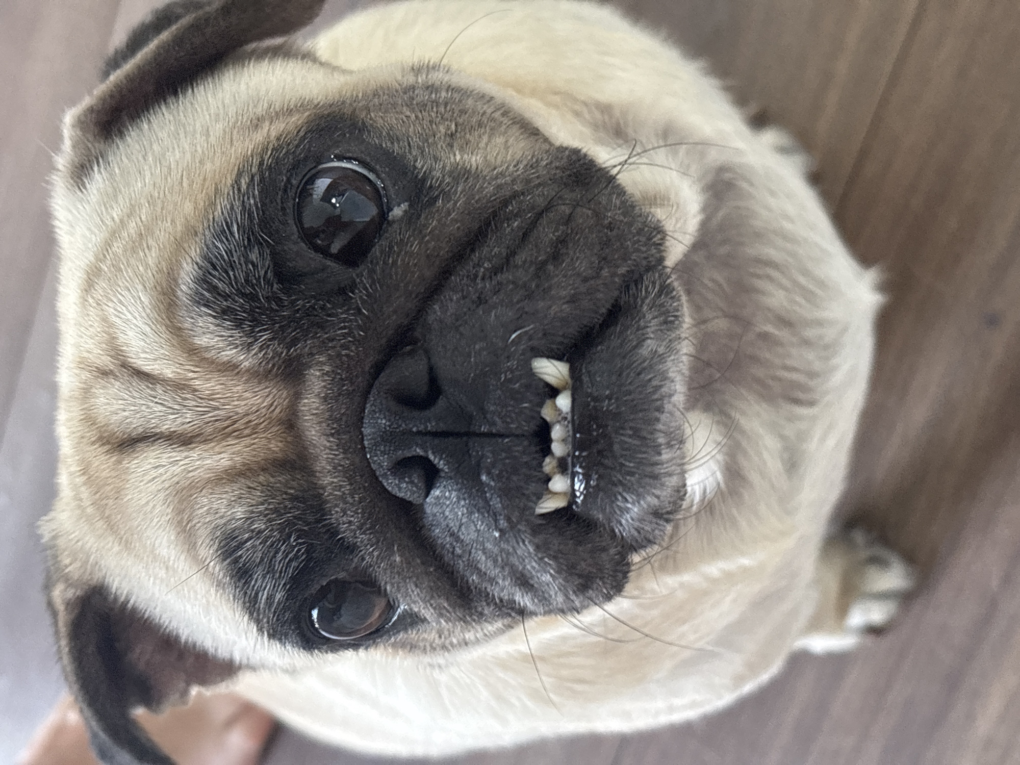 A pug dog with tan and black fur looks directly at the camera, its mouth slightly open to reveal its teeth. The dog's ears are floppy, and its eyes are dark and round. The background is blurred, but appears to be a wooden floor. The image is a close-up shot, focusing on the dog's face. There is no indication of the city of Sochi, Russia in this image.