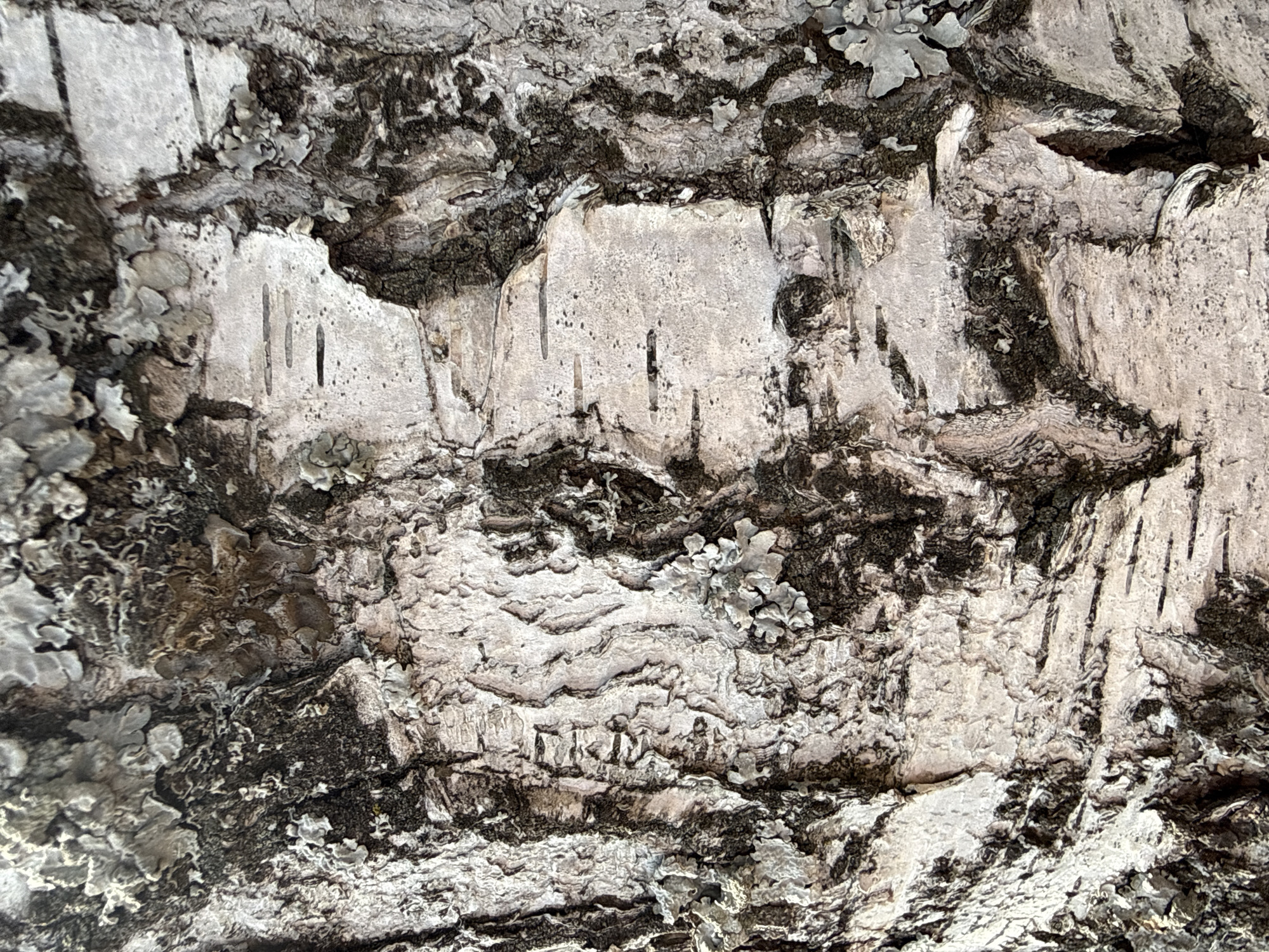 This close-up image depicts the textured bark of a tree, likely a birch, in Chaikovsky, Russia. The primary subjects are the tree bark itself and patches of lichen growing on its surface. No specific activity or event is taking place; the image is a static portrayal of natural textures.
The bark features a striking contrast of dark, almost black, fissures and lighter, often peeling, white and grey layers. Its texture is rough and uneven, with distinct vertical dark lines and horizontal cracks across the surface. Several areas show the characteristic curling or flaking common to birch bark. Patches of light grey-green, leafy (foliose) lichen are scattered across the bark, particularly visible in the darker, more recessed areas and on some lighter surfaces, adding to the organic detail.
Notable details include the high contrast between the dark recesses and the pale, sometimes subtly wavy, outer bark layers. In the lower-middle section of the original image, and particularly prominent in the fifth crop, there are faint linear etchings or natural patterns on a lighter bark surface. These marks consist of several distinct vertical lines and angled shapes that could be interpreted as abstract symbols, tally marks, or vaguely resemble Roman numerals or letters, but they do not form clearly discernible words. The time of day and weather conditions cannot be determined from the image.