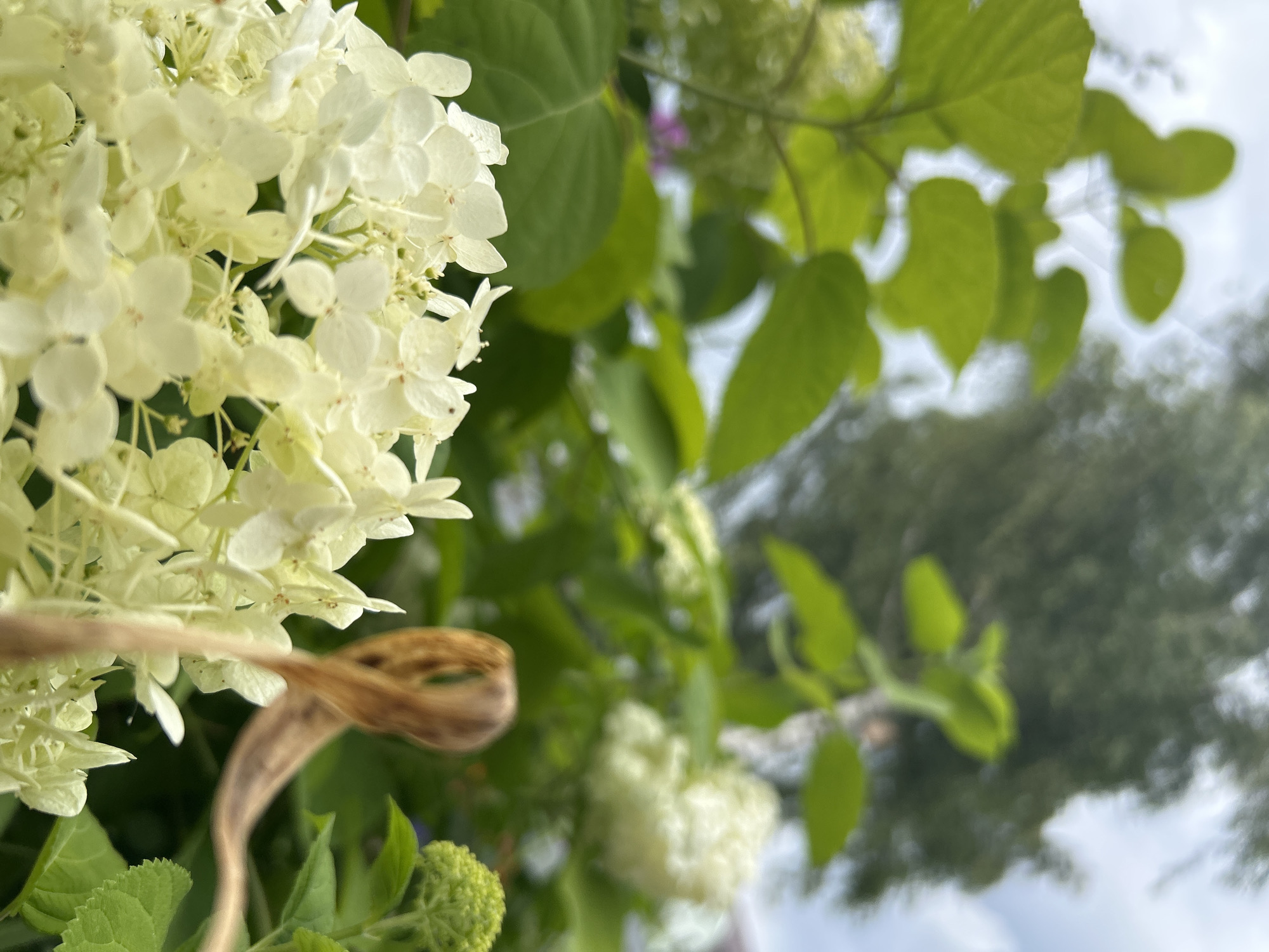 In Kalitsino, Russia, a close-up shot captures a cluster of white hydrangeas in the foreground, their delicate petals slightly blurred. A dried, brown leaf curls diagonally across the frame, adding a touch of contrast to the soft white blooms. Behind the hydrangeas, vibrant green leaves and out-of-focus white flowers suggest a lush garden setting, with hints of a tree and cloudy sky in the background.
