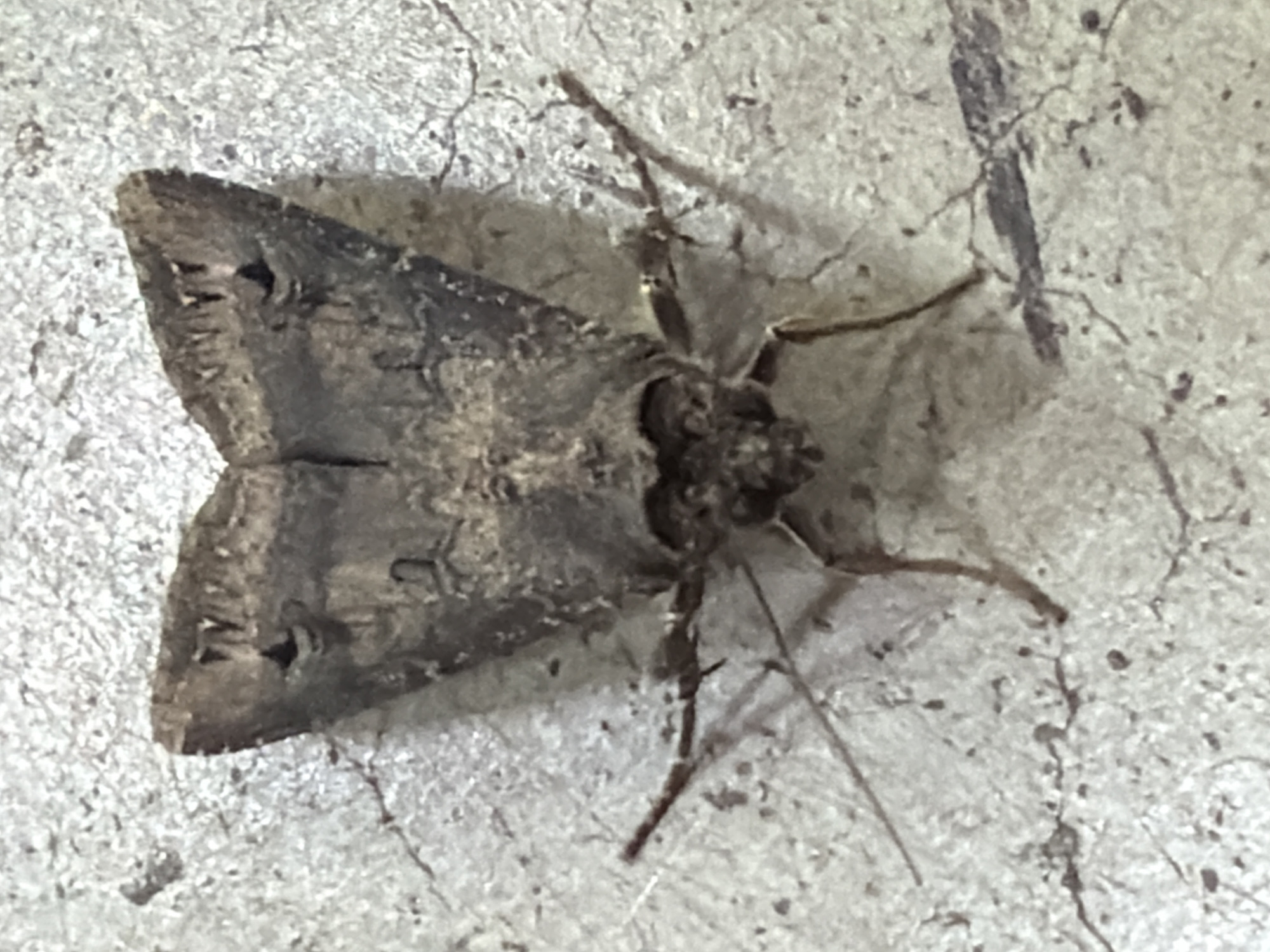 An overhead, medium shot shows a moth with dark gray wings spread on a light gray, cracked surface. The moth's wings are patterned with darker gray markings, including what appear to be eye-like spots near the tips. Its body is dark brown, and it has visible legs and antennae. The cracked surface resembles concrete or stone. The image does not provide any specific information about the location in Pleven, Bulgaria.