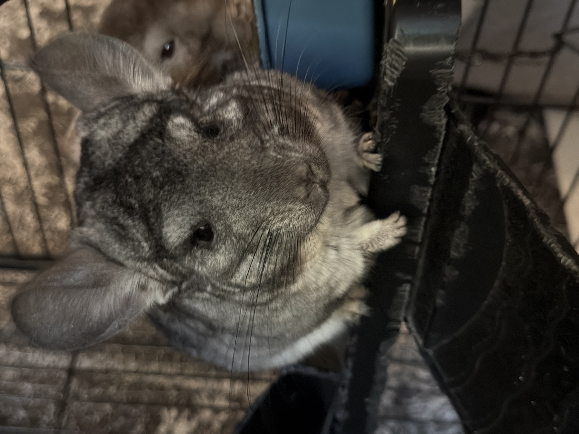 The media file shows a close-up, overhead view of a chinchilla in a cage. The chinchilla is grey with dark stripes on its fur. Its large ears are visible, as are its whiskers and dark eyes. One of the chinchilla's paws is also visible, reaching towards the right side of the frame. In the background, another chinchilla, lighter in color, can be seen with its eyes and nose peeking out. Part of a blue plastic structure and some black cage bars are also visible. The overall impression is that of a pet in its enclosure. There is no discernible time of day, weather, or specific location cues beyond it being indoors and in a cage. The emotion conveyed is one of curiosity or alertness. No text is visible in the image.