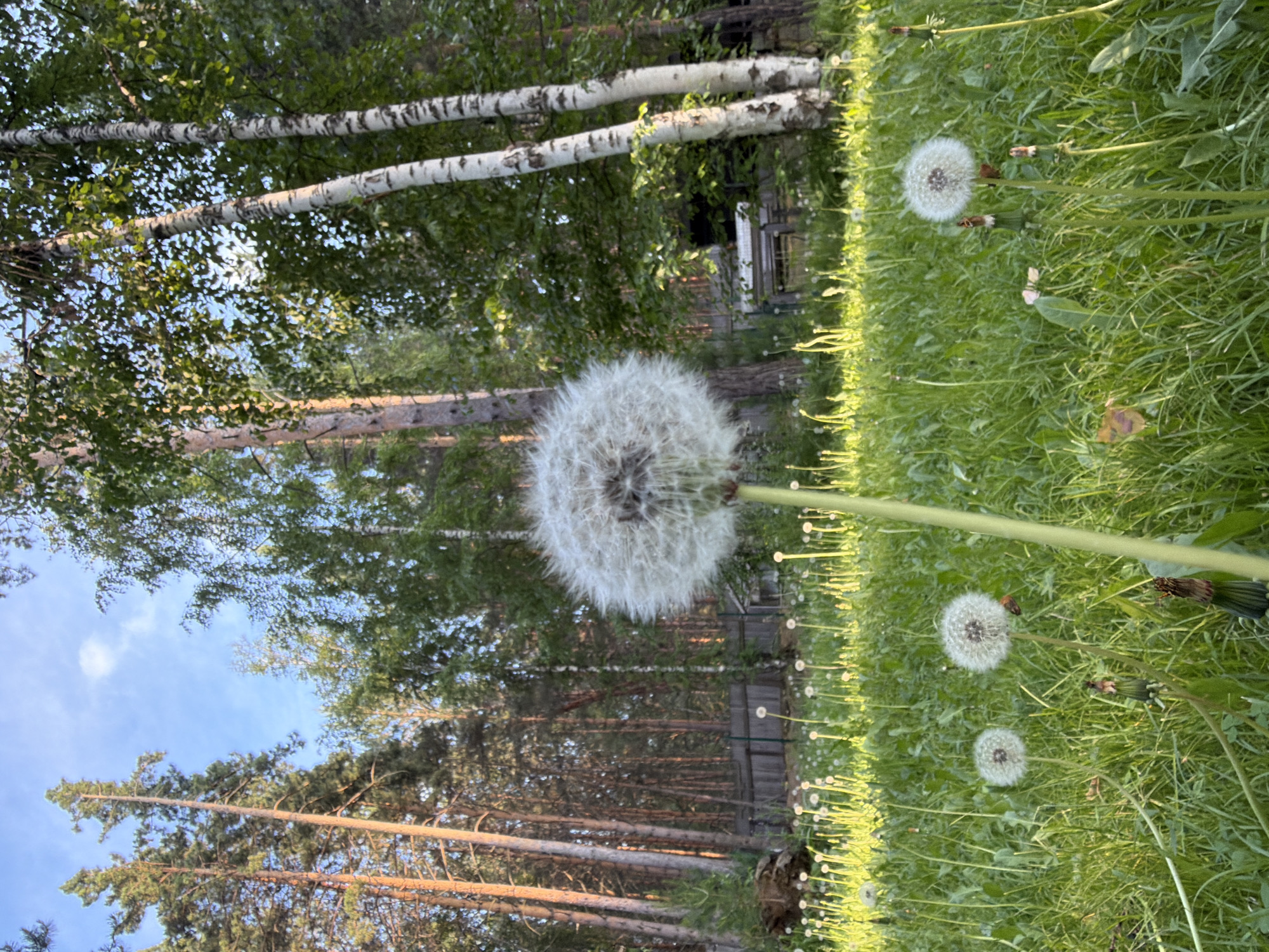 The image depicts a low-angle view of a field of dandelions in what appears to be a semi-rural or wooded area. The foreground is dominated by a large dandelion seed head, in focus, with several smaller dandelions scattered throughout the lush green grass. In the background, a dense forest of tall coniferous and deciduous trees, including birches with their distinctive white bark, forms a backdrop. A wooden fence and some unidentifiable structures are visible through the trees. The sky is blue with a few wispy clouds, and the lighting suggests it is either early morning or late afternoon, with sunlight illuminating the scene. The location is identified as Sukhaya, Russia. No people are present in the image.