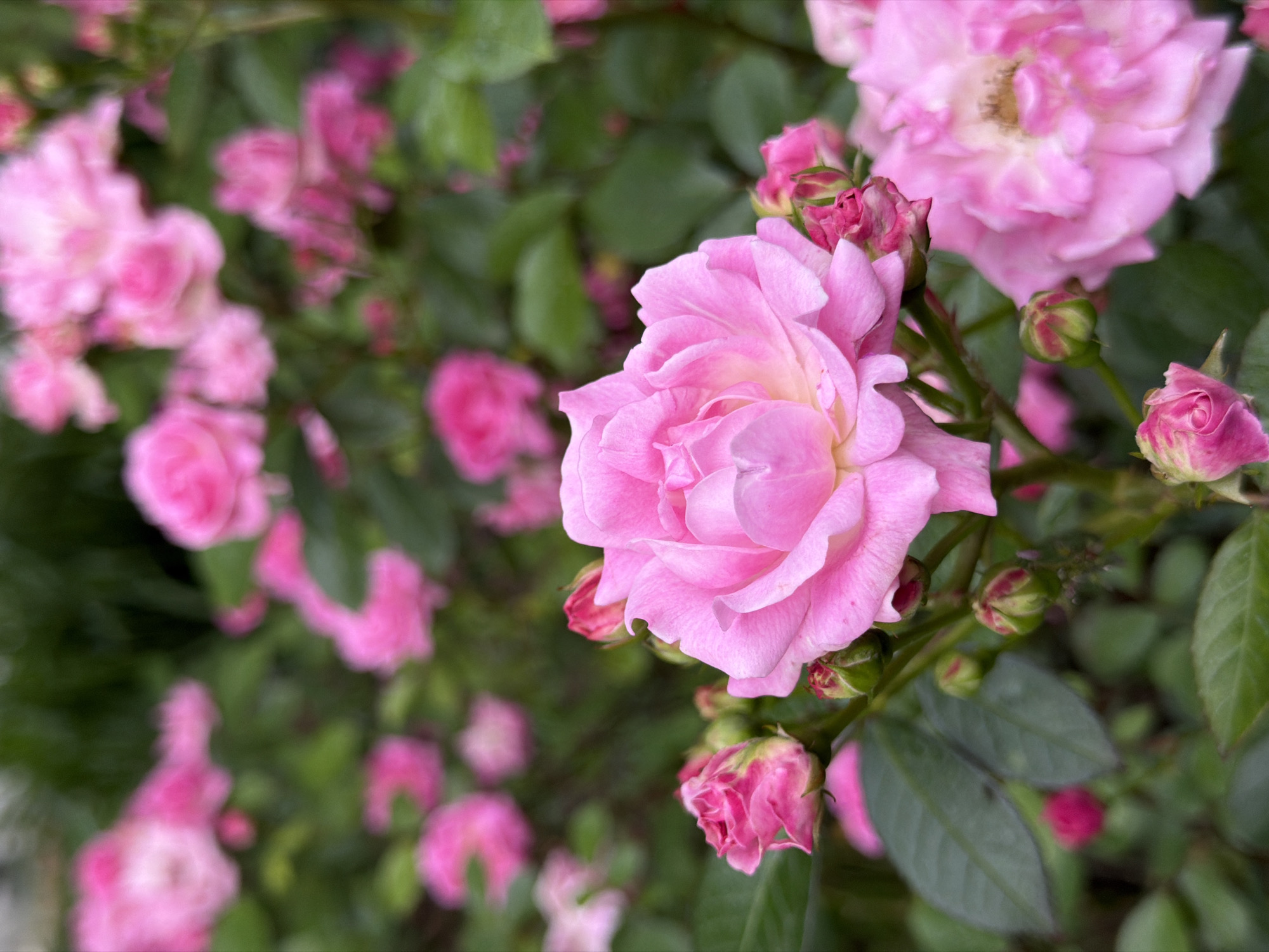 The image features a close-up of pink roses in a garden. The roses are in various stages of bloom, from buds to fully opened flowers. The background is a mix of green leaves and other pink roses, slightly blurred. The location, Beryozovy, Russia, is inferred and not visible within the image. No people, actions, or interactions are depicted.