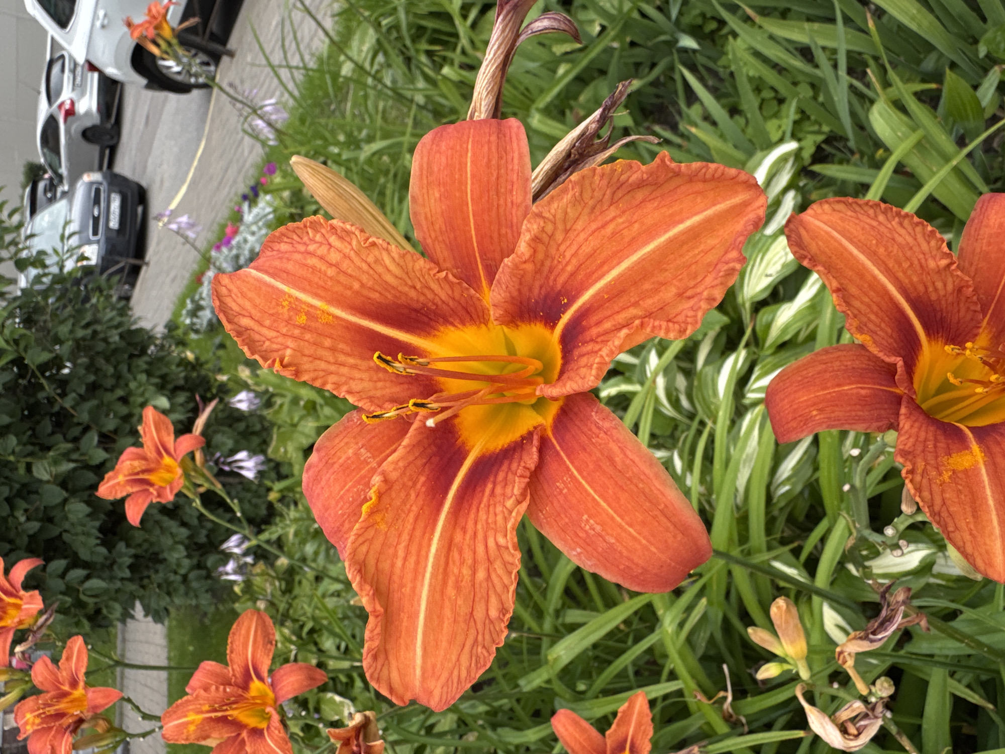 The image shows a close-up view of bright orange lilies in full bloom, set against a backdrop of lush green foliage. The flowers are the primary focus, with their delicate petals and vibrant colors. In the background, out of focus, are cars parked on an asphalt surface, suggesting an urban or suburban environment. A hint of a building facade is visible on the right. The overall scene is a blend of nature and the built environment, capturing the beauty of flowers in a public space. The location is identified as Канонерец Снт, Russia.