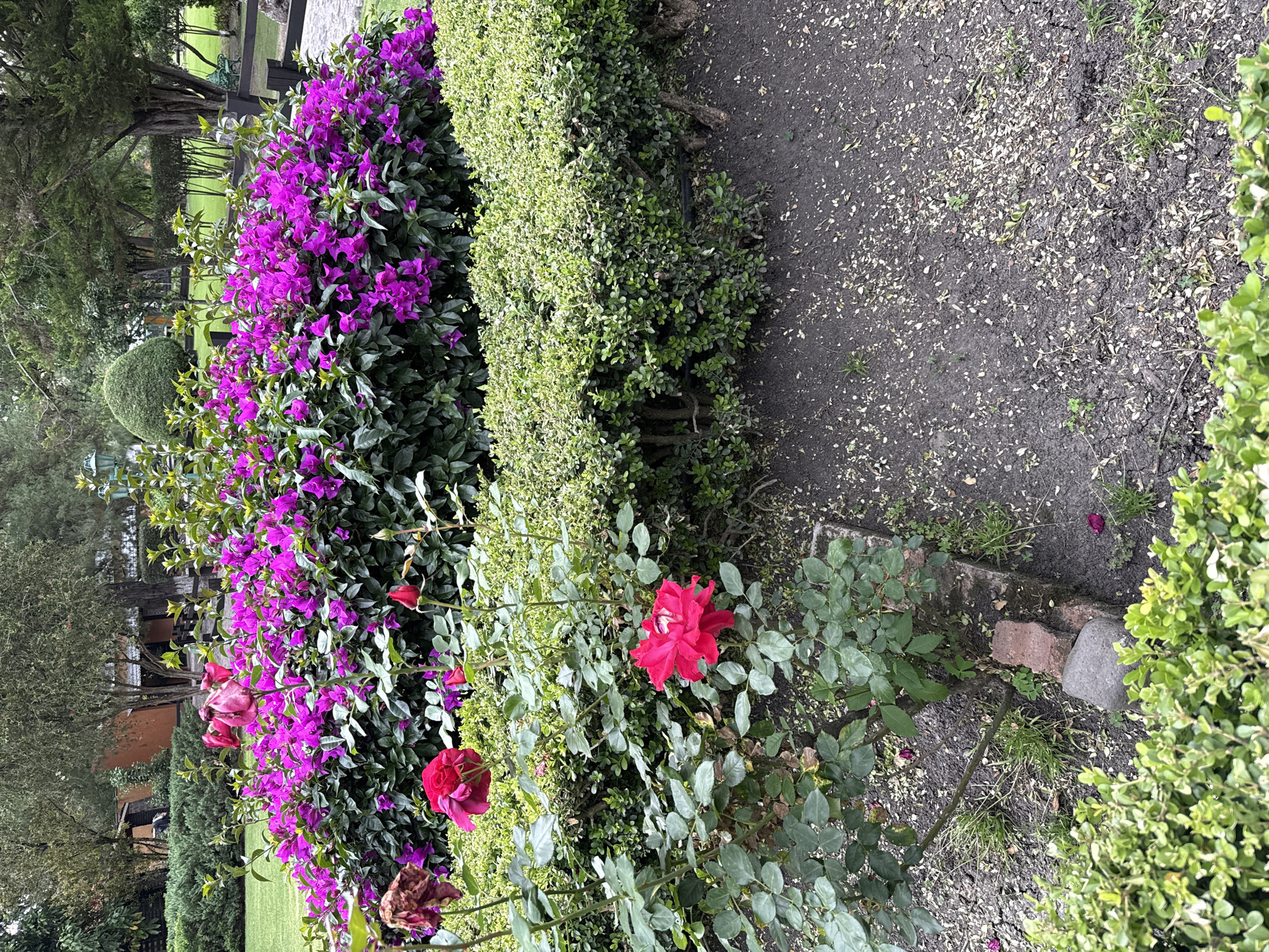 The image depicts a garden scene in Cañada de Madero, Mexico. A vibrant bougainvillea bush with purple flowers is prominently displayed, bordering a manicured green hedge. Red roses are scattered among the bougainvillea and along the ground. The soil is dark and covered with fallen leaves. A few trees are visible in the background and it appears to be a well-maintained area.