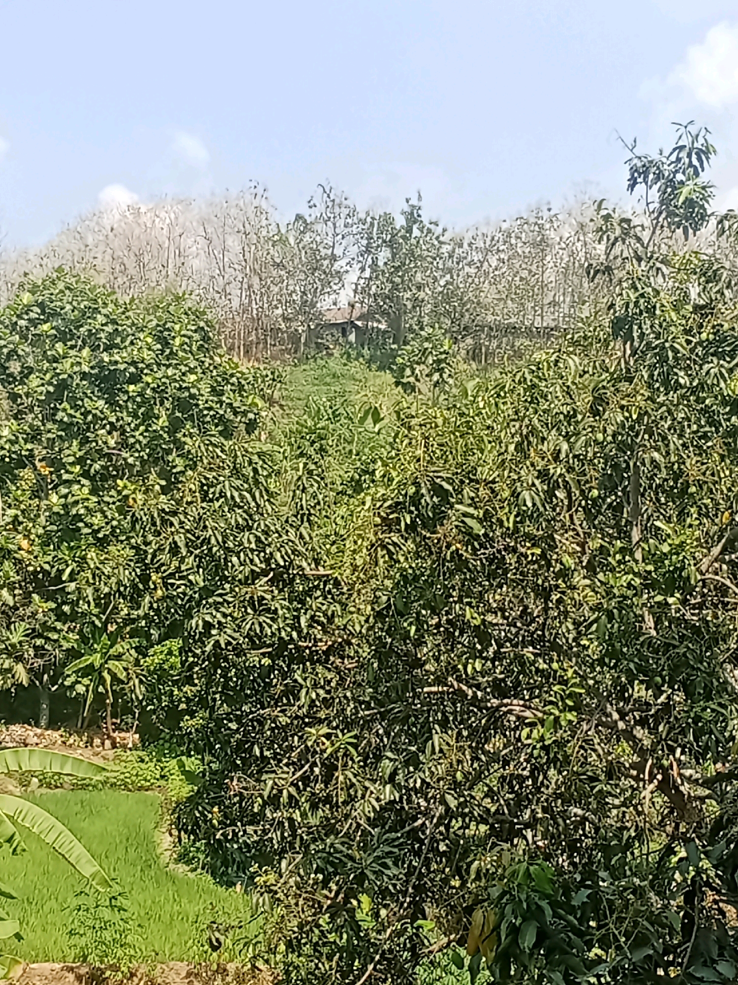 The image depicts a rural scene in Balegondo, Indonesia, characterized by lush vegetation under a clear sky. Dominating the foreground are large, leafy trees, likely fruit-bearing given the presence of small yellow fruits visible on the branches of the tree on the left. To the left of the trees, a patch of vibrant green rice paddies can be seen, with large, ribbed banana leaves extending into the frame from the bottom left. In the background, a line of trees with bare, light-colored branches creates a stark contrast with the verdant foliage in the foreground. Nestled among these bare trees, a small, dark-roofed structure, possibly a house or shed, is partially visible. The overall impression is one of natural abundance and a tranquil rural setting.