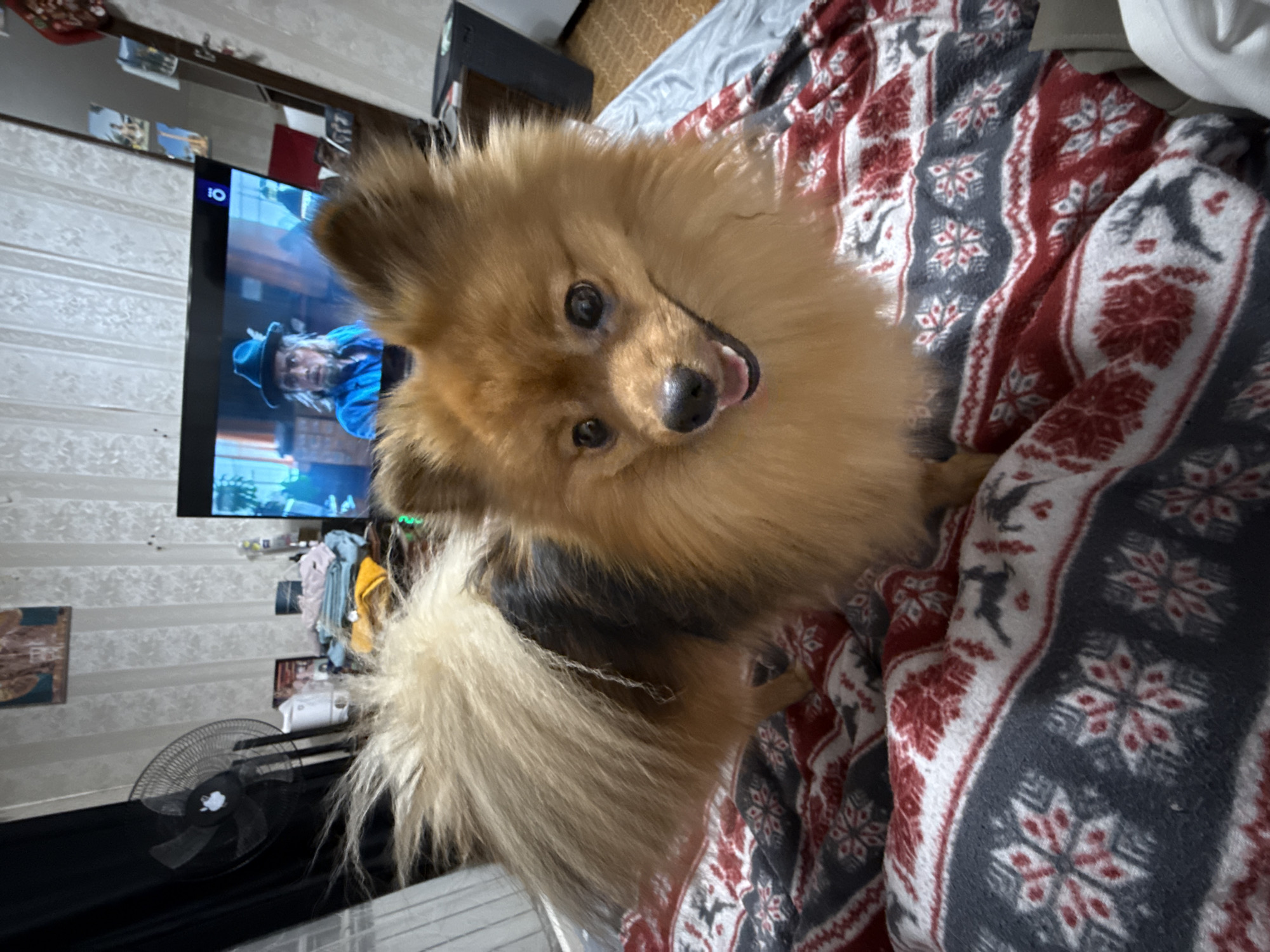 A medium-sized, brown and black Pomeranian dog is positioned on a bed covered with a patterned blanket in shades of red, gray, and white. The blanket has a repeating snowflake and deer motif. The dog is looking directly at the camera with its tongue slightly visible, its tail fluffy and prominent.
In the background, a television is mounted on the wall, displaying a scene with a man in a blue shirt and hat. To the left of the television, the wall is patterned with light gray and white stripes. Beneath the TV, there is a black horizontal surface with a black fan. Clothes hang above the black surface.
Although Khimki, Russia, is mentioned, there is no information in the image itself to confirm that this scene is actually taking place in that city. The essential details are interior to the scene presented.
