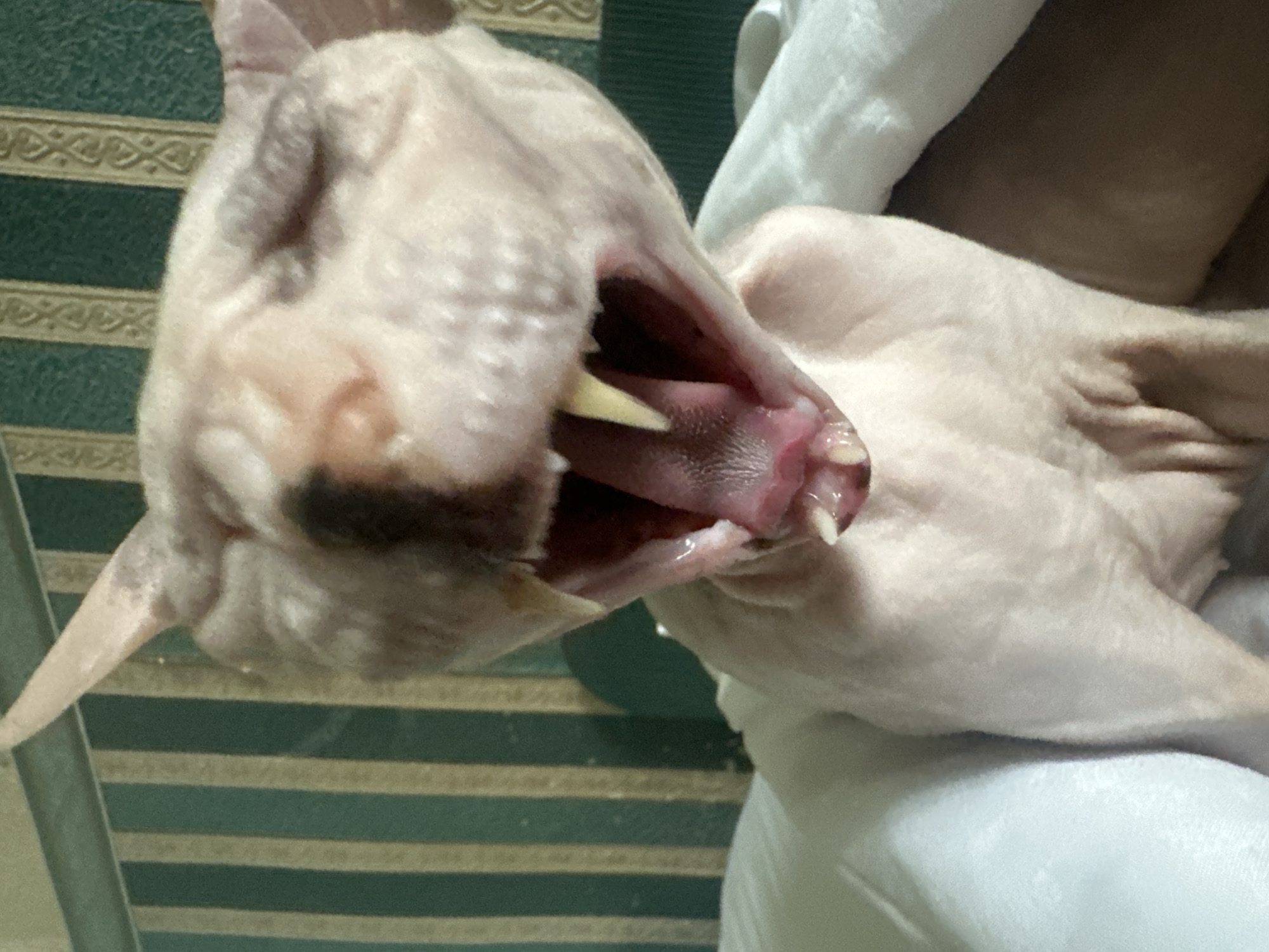 A close-up, eye-level shot shows a light-pink Sphynx cat with its mouth wide open in a yawn. The cat's eyes are closed, and its pointed ears are visible. Its tongue and teeth are exposed. The cat is nestled in a white blanket and appears to be indoors, with a wall covered in vertical green and tan stripes in the background. The lighting suggests it is daytime. There is no information about the location in Togliatti, Russia.