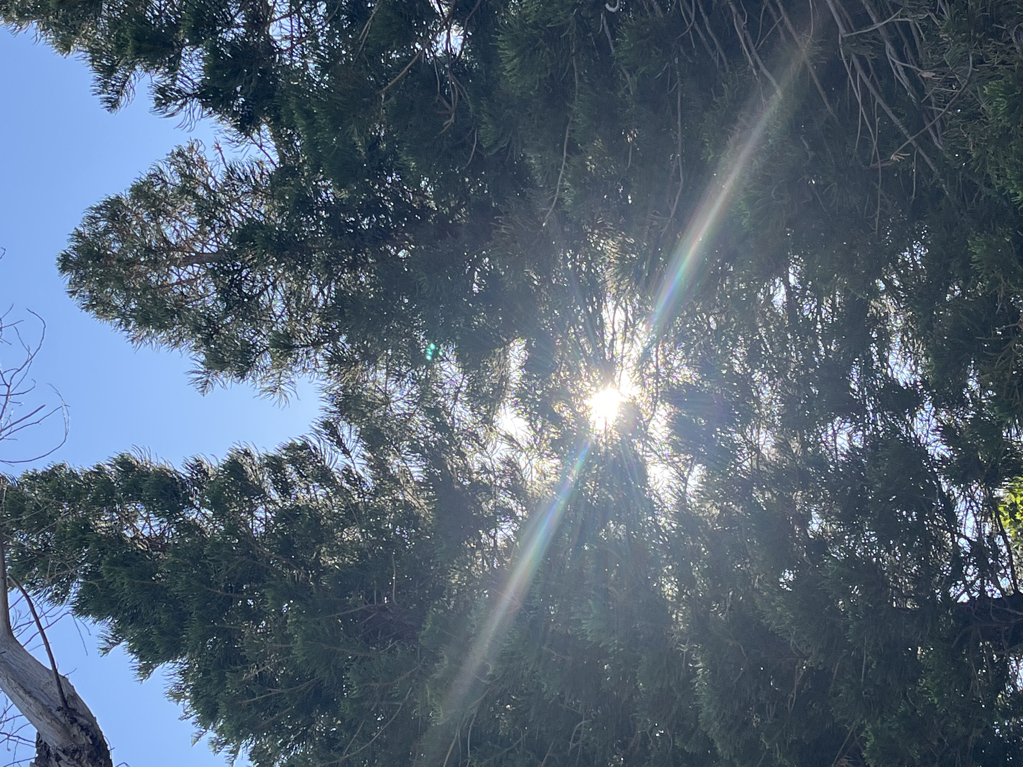 The image is an upward shot of a tree canopy against a light blue sky. The sun is visible through the foliage, creating a bright glare and lens flare. The trees appear to be evergreen, with dense, dark green needles. A bare tree branch is visible on the lower left. The location is presumably Alanya, Turkey.