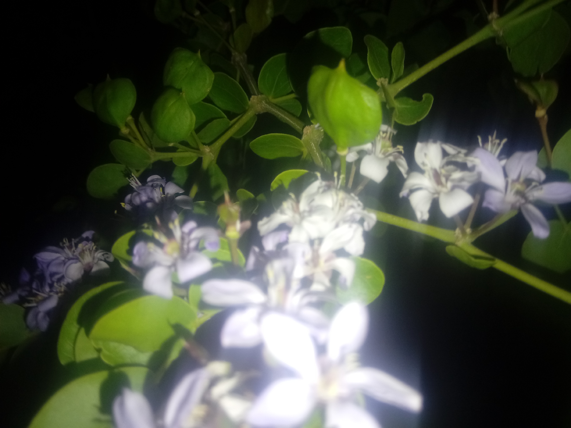 The image shows a close-up of flowering Duranta erecta shrubs against a dark background. The flowers are a mix of white and light purple, and some appear out of focus. The shrubs have small, green, rounded leaves. The image was taken at night. The exact location in Juan Griego, Venezuela cannot be determined from the image.