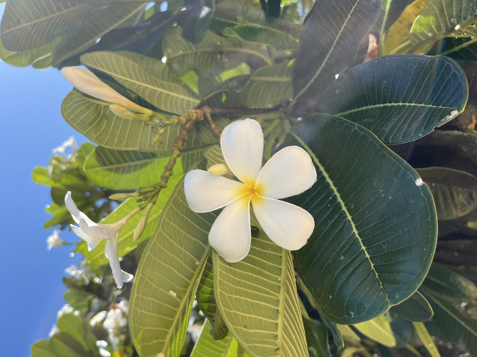 A close-up, eye-level shot captures a white Plumeria flower in full bloom, its five petals delicately unfurling around a vibrant yellow center. The flower is set against a backdrop of lush, dark green leaves, some catching the sunlight and showing a glossy sheen. In the background, other Plumeria blossoms and buds, along with more foliage, are visible, some slightly out of focus. The bright blue sky is visible through the leaves, suggesting an outdoor setting. The scene is likely in a garden or natural area in Phu Thuy Ward, Vietnam, given the prevalence of Plumeria trees in such locations. No people or specific actions are depicted, focusing solely on the natural beauty of the flora.