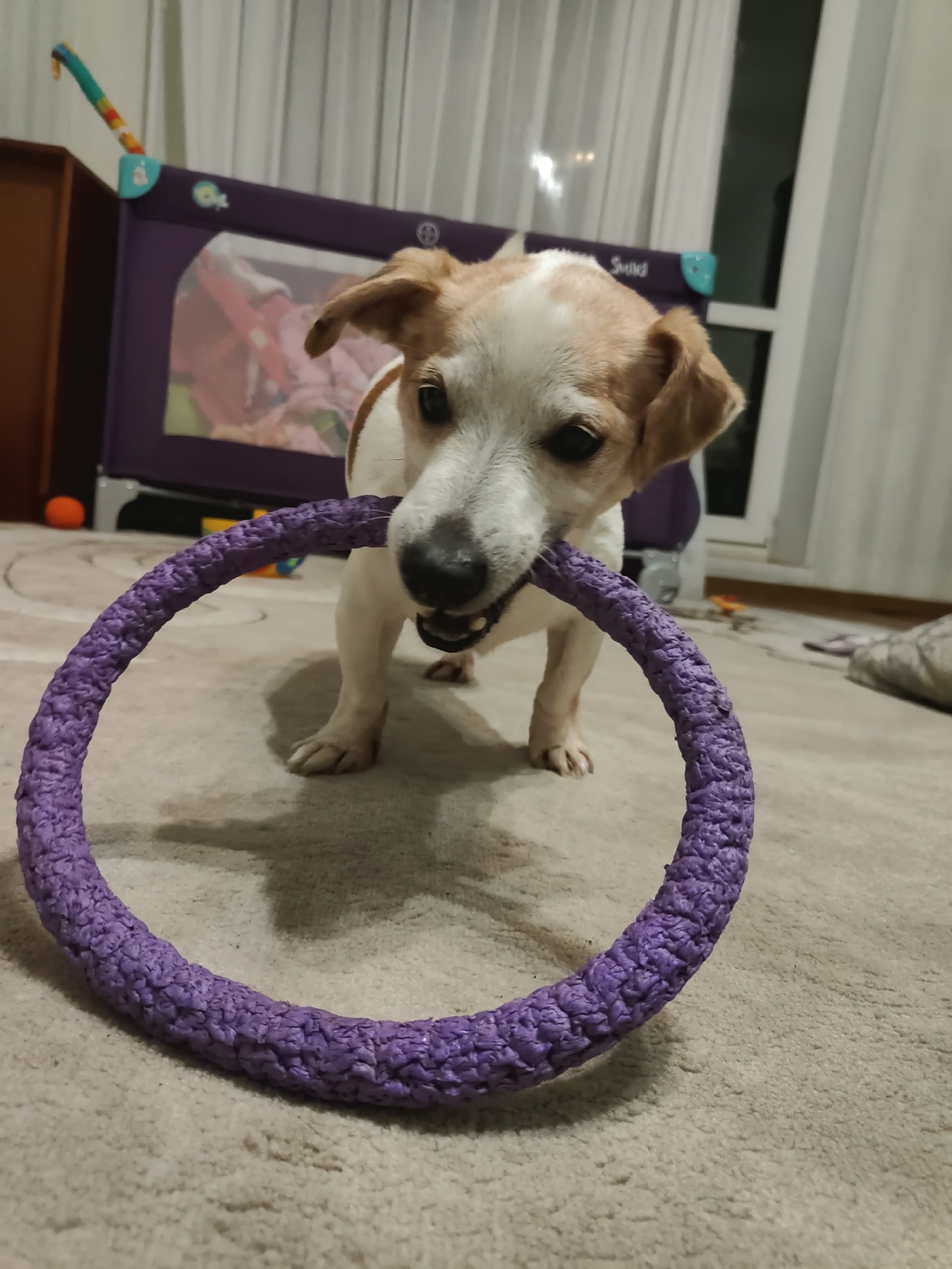 A Jack Russell Terrier is holding a purple rope toy in its mouth. The dog is standing on a light-colored carpet. In the background, a playpen is visible, with a wooden shelf unit to the left and sheer curtains to the right. The scene appears to be indoors, in a residential setting. The image does not provide information about the specific location within the city of Kryvyi Rih, Ukraine.