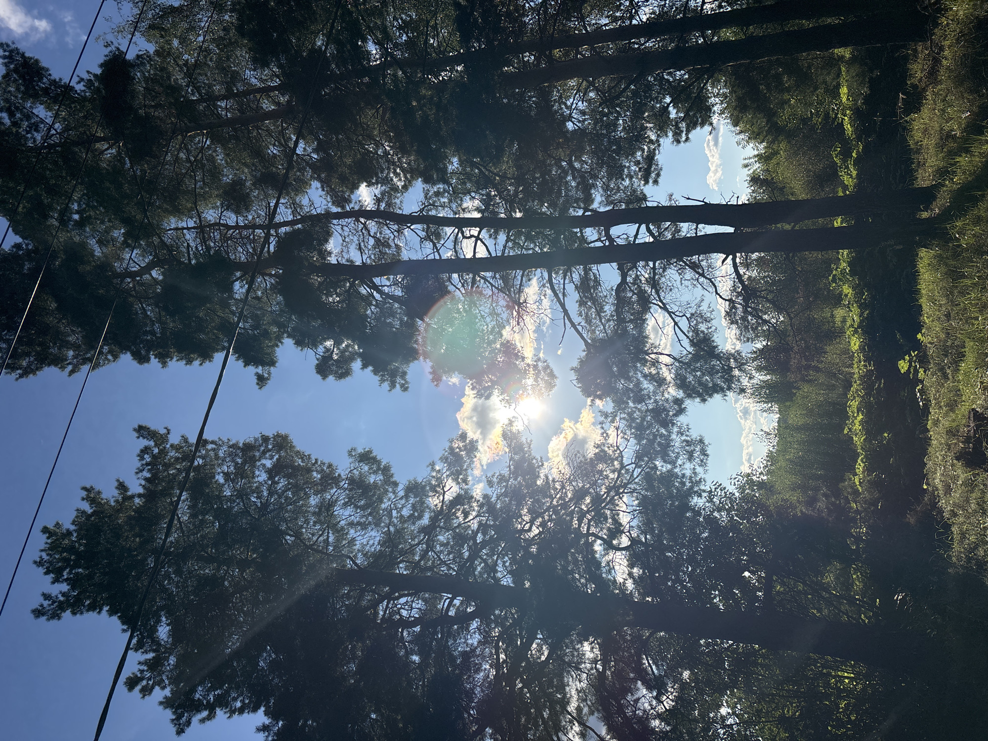 The image depicts a sunlit forest clearing in Razdolye, Russia. Tall pine trees dominate the foreground, their branches silhouetted against a bright blue sky with scattered white clouds. Sunlight streams through the trees, creating lens flare effects and casting dappled light on the vegetation below. The ground is covered in grass and various green plants, with some areas appearing shadowed. Overhead, dark power lines traverse the frame, cutting across the sky and the tops of the trees. The overall scene conveys a peaceful, natural environment.