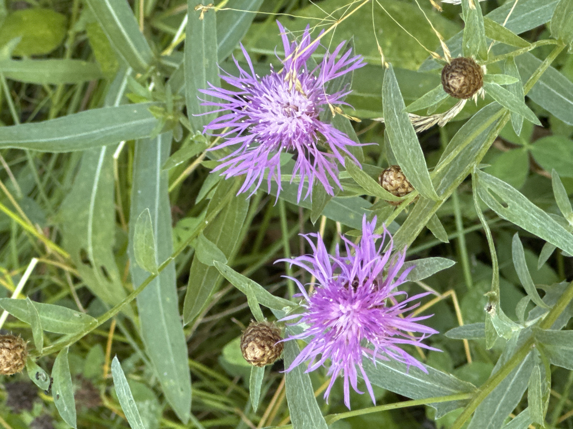 This image depicts a close-up view of two blooming purple cornflowers (Centaurea cyanus) nestled among green foliage. Several unopened cornflower buds, which are brown and spherical, are also visible. The flowers and buds are situated on stems with lance-shaped, green leaves, some of which show signs of damage. The overall environment appears to be a natural setting, likely a meadow or a garden, with a blurred background of more green vegetation and some dry grass stalks. There are no people or animals visible in the scene. The image was taken in Nizhny Novgorod, Russia.
