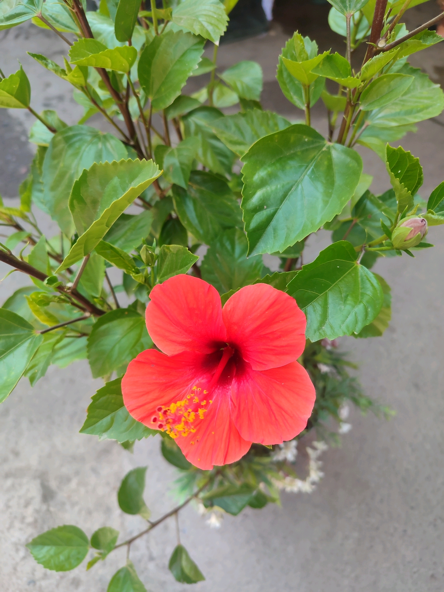 The image displays a close-up, top-down view of a vibrant red hibiscus flower in full bloom, set against a backdrop of lush green foliage. The flower's petals are a rich, saturated red, with a darker red center and prominent yellow stamens tipped with orange pollen. The leaves of the hibiscus plant are a glossy, deep green, with serrated edges, and are arranged on dark reddish-brown stems. A single hibiscus bud, still closed and tinged with pink, is visible to the upper right of the bloom. The plant is positioned outdoors, with a gray, concrete-like surface visible in the lower portion of the frame, suggesting an urban or paved environment. The lighting appears to be natural daylight, casting soft shadows. There are no people or specific landmarks visible that would allow for identification of a location within Tashkent, Uzbekistan.