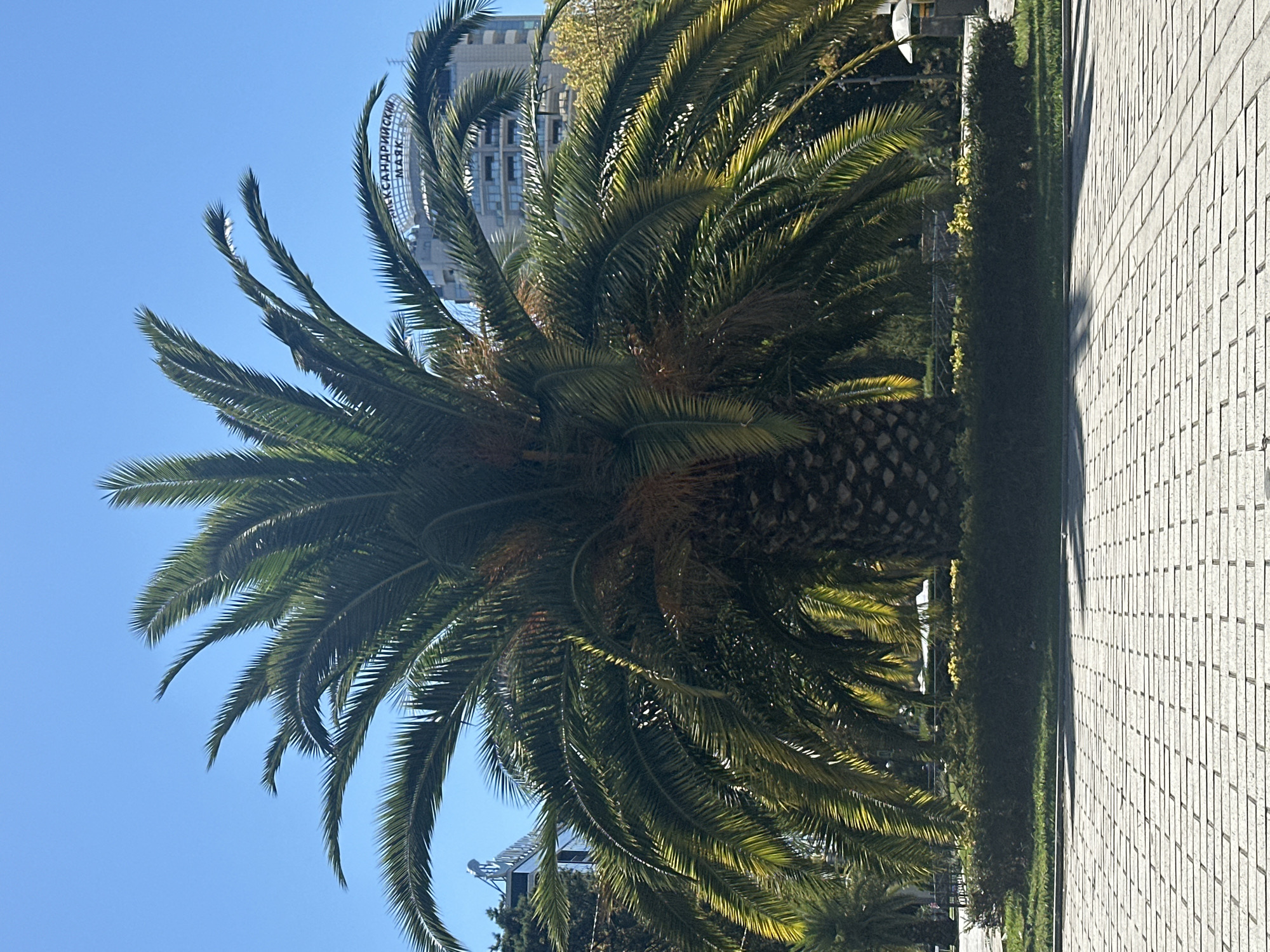 A large palm tree stands in the foreground, its fronds casting shadows on a paved walkway. Behind the palm tree, a modern building with the words "АЛЕКСАНДРИЙСКИЙ МАЯК" (Alexandriyskiy Mayak) visible on its facade is illuminated by sunlight. The sky is clear and blue. The scene appears to be set in the city of Sochi, Russia, likely in a park or public area near the sea, given the presence of palm trees and a building with a prominent name that could be a hotel or residential complex.