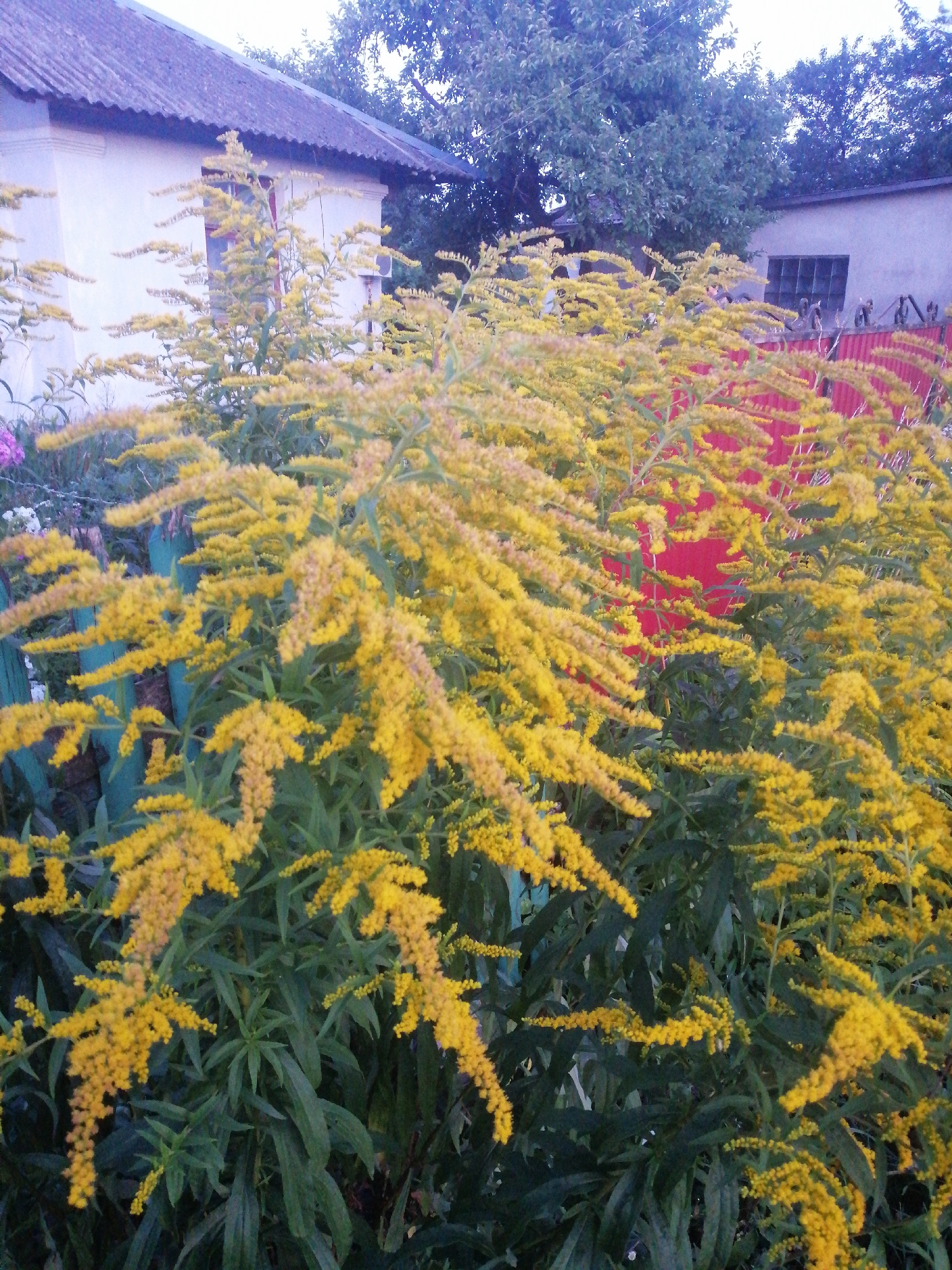 The image depicts a garden setting with abundant yellow flowers, likely goldenrod, in the foreground. Behind the flowers, a red corrugated metal fence is visible, topped with decorative metal posts. Beyond the fence, a building with a window can be seen. The background features trees and a building with a corrugated roof, suggesting a residential area. The lighting suggests it is daytime, possibly late afternoon or early evening. The overall scene conveys a sense of overgrown nature against an urban backdrop. This image could be located in the city of Lanivtsi, Ukraine, given the context. There are no people or animals present in the image.