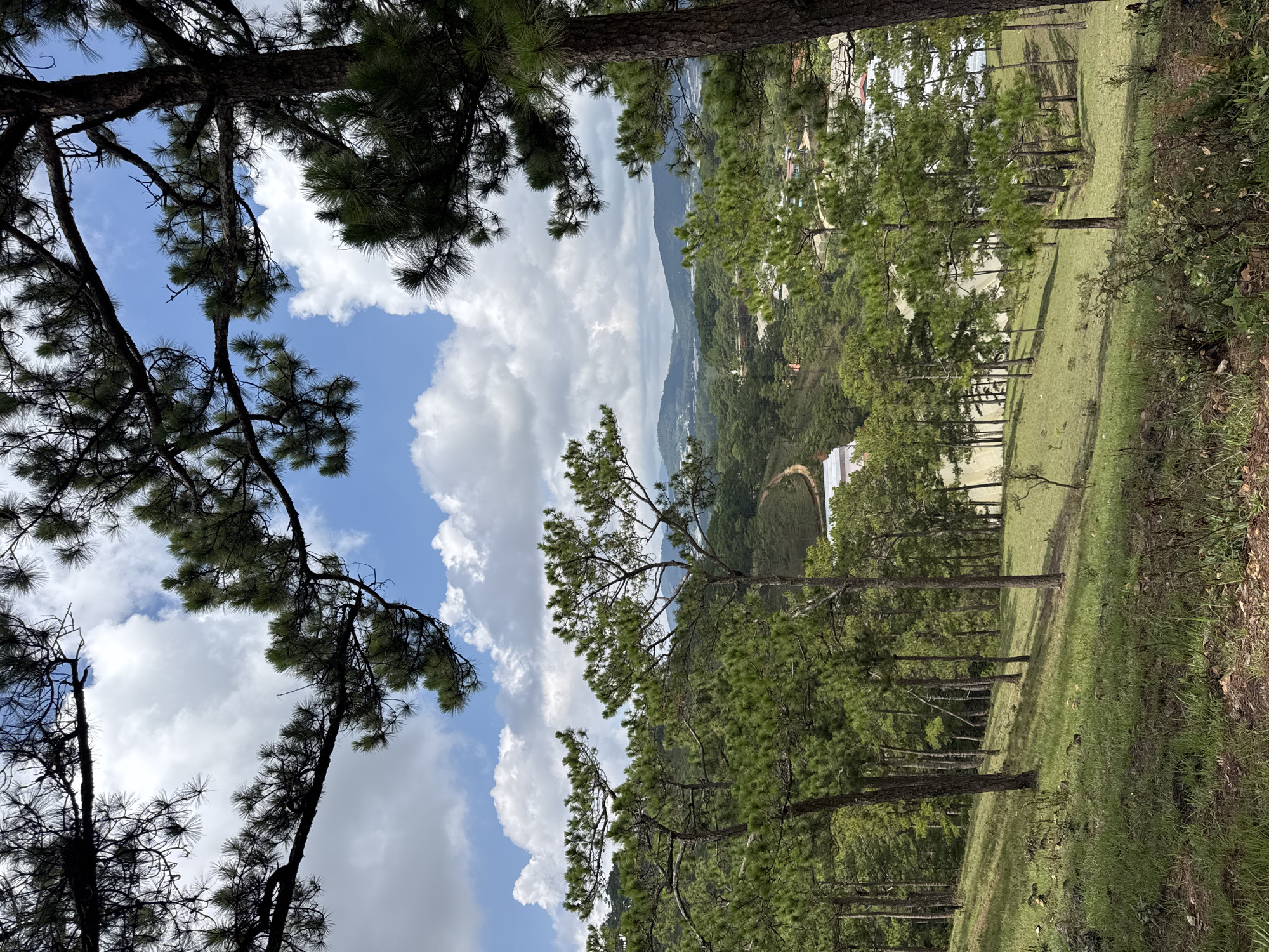 The scene is a landscape in Lạc Dương, Vietnam, viewed from an elevated position through the branches of pine trees. A blue sky with puffy white clouds is visible. Below, a grassy hillside descends towards a valley with buildings and what appears to be a large circular structure or clearing. The hillside is dotted with pine trees, some arranged in rows. A hint of distant mountains or land is visible beyond the valley. The foreground includes the rough bark of tree trunks.