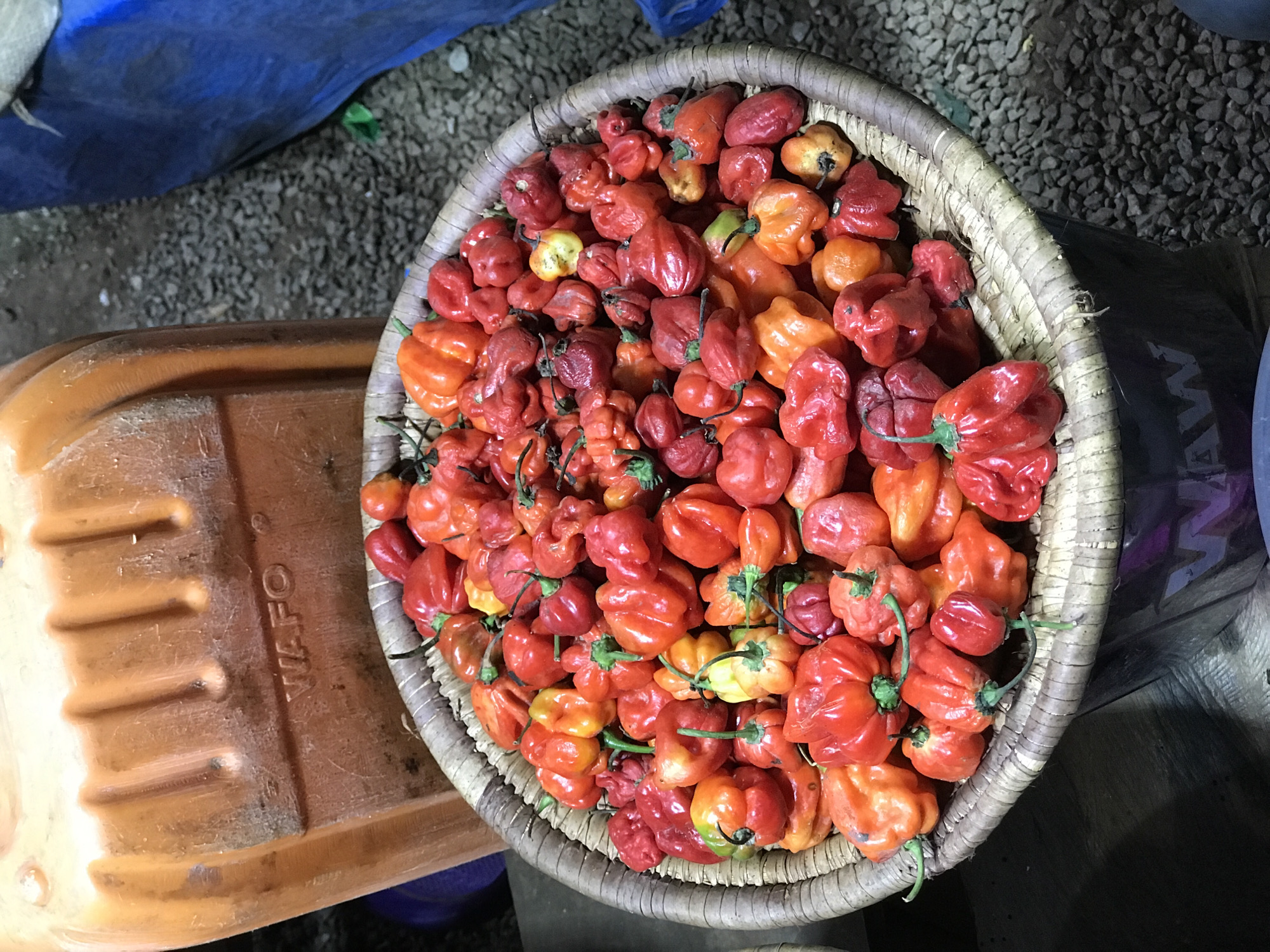 A top-down shot shows a basket filled with scotch bonnet peppers, displaying shades of red and orange. The basket, made of woven material, sits on or next to an orange plastic container bearing the inscription "WAFO". The background includes gravel, a blue tarp, and indistinct shapes of dark materials, possibly bags or containers. The setting appears to be an outdoor market or storage area in Abuja, Nigeria, based on the context of similar market scenes in the city. No people are visible in the frame.