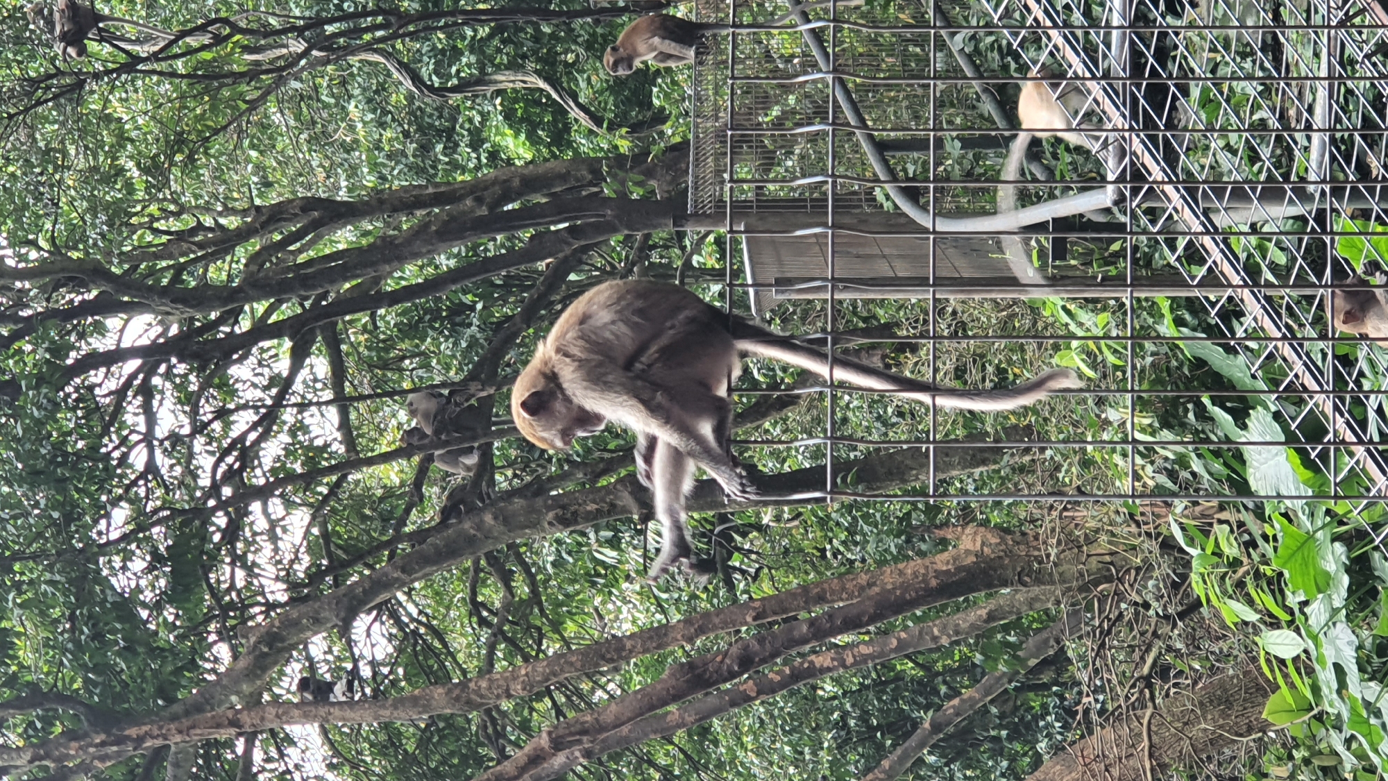 A monkey sits on a metal fence in front of a dense forest. The monkey is facing left and its tail is long and curled. Its left leg is extended. In the background, there are several trees with green leaves. Another monkey is visible further down the fence on the right, facing left. The scene appears to be in a zoo or wildlife park within the Selayang Municipal Council, Malaysia.