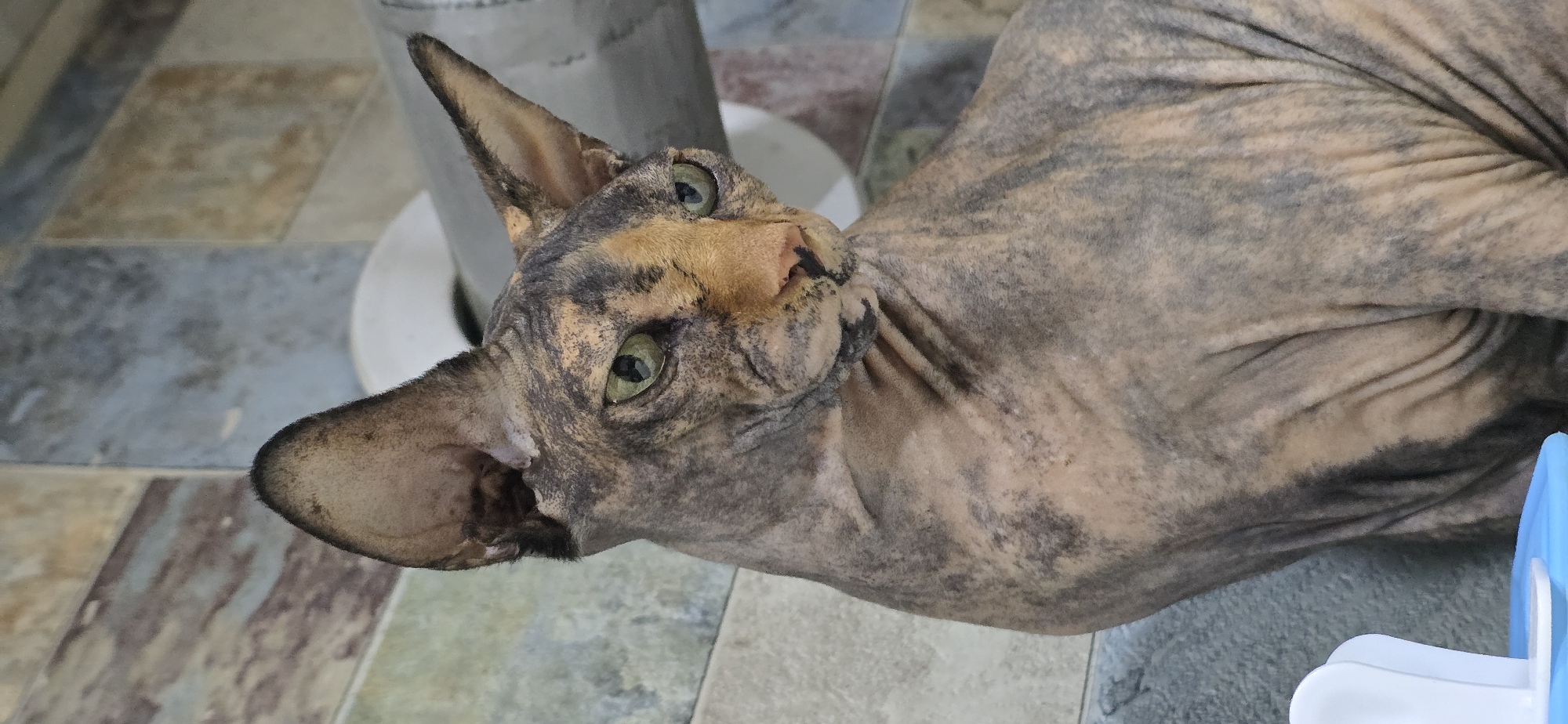 A Sphinx cat with green eyes and tortoiseshell markings sits in front of a tiled wall. The cat's skin is wrinkled and its ears are large and pointed. The wall is made of rectangular tiles in various shades of brown, beige, and gray. The lighting in the image is soft and natural. The location is not specified in the image or its context.