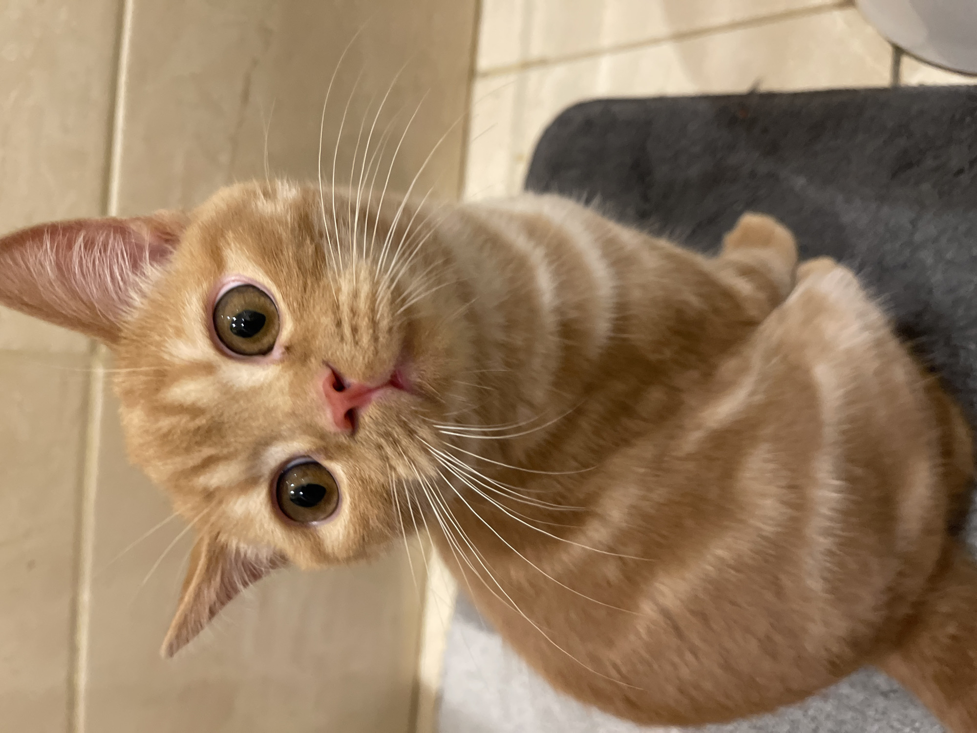 A ginger cat with large, expressive eyes and white whiskers is captured in a close-up shot. The cat is sitting on a dark grey surface, with a lighter grey mat partially visible underneath. In the background, a wall with a beige tiled pattern is visible. The lighting is soft and warm, highlighting the cat's fur and facial features. There is no discernible indication of the city of Kommunarka, Russia, or any specific urban environment.