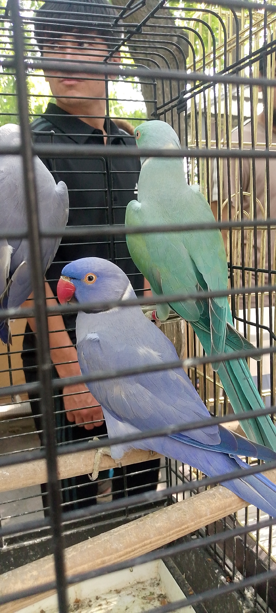 In the city of Kokand, Uzbekistan, an individual stands behind a cage containing two parakeets, one lavender and one light green. The lavender parakeet is in the foreground, perched on a wooden dowel, with its head turned towards the viewer, revealing a red beak and orange eye. The light green parakeet is positioned behind and to the right of the lavender one, facing away from the camera. The cage is made of black metal bars. The background is blurred, showing trees and foliage, suggesting an outdoor setting. The person's face is partially obscured by the cage bars.