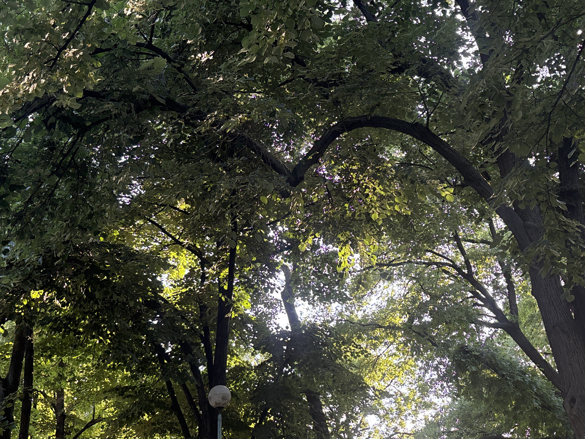 The image displays a worm's-eye view looking upward into a dense tree canopy in Plovdiv, Bulgaria. Abundant green foliage, some lighter in hue due to direct illumination, covers the frame. Sunlight penetrates the leaves, creating numerous bright, dappled spots throughout the canopy against the darker, shadowed areas. A prominent, dark tree branch forms a distinct arch across the upper-center of the composition. Multiple tree trunks are visible, largely silhouetted against the obscured bright sky, particularly on the left and right sides of the frame. In the lower-left quadrant, a spherical, light-colored lamppost head on a dark pole is partially discernible amidst the foliage and a tree trunk. No human figures or active subjects are present.