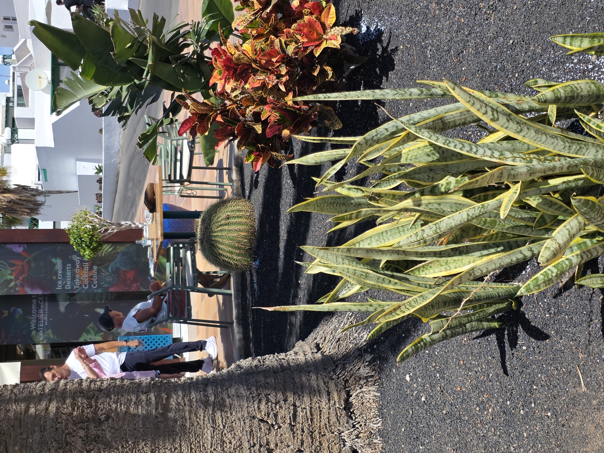 The image depicts an outdoor scene in Teguise, Spain, likely at a restaurant or cafe with an outdoor seating area. In the foreground, a large palm tree trunk dominates the left side of the frame. In front of the tree, a patch of dark volcanic gravel is visible, with several snake plants (Sansevieria trifasciata) growing from it. To the right of the snake plants, a large, spherical cactus is prominently featured.
Further into the scene, an outdoor dining area is set up with a light-colored table and chairs. Two people are present. A man wearing a white t-shirt and dark pants stands near the entrance of a building, gesturing with his hands. He is partially obscured by the palm tree. Another person, seen from the back and wearing a white t-shirt and a dark cap, is seated at one of the tables, holding a phone and looking down. The building in the background appears to be a shop or restaurant with a colorful mural or advertisement on its facade, displaying text that includes "Welcome to LATELIER", "Ice cream", "Desserts", "Take away", "Cocktail", and "Cuisine". Behind the dining area, a large-leafed plant, possibly a Bird of Paradise, is visible. The architectural style of the buildings in the background suggests a Mediterranean or island setting, consistent with Teguise. The overall lighting indicates a sunny day.