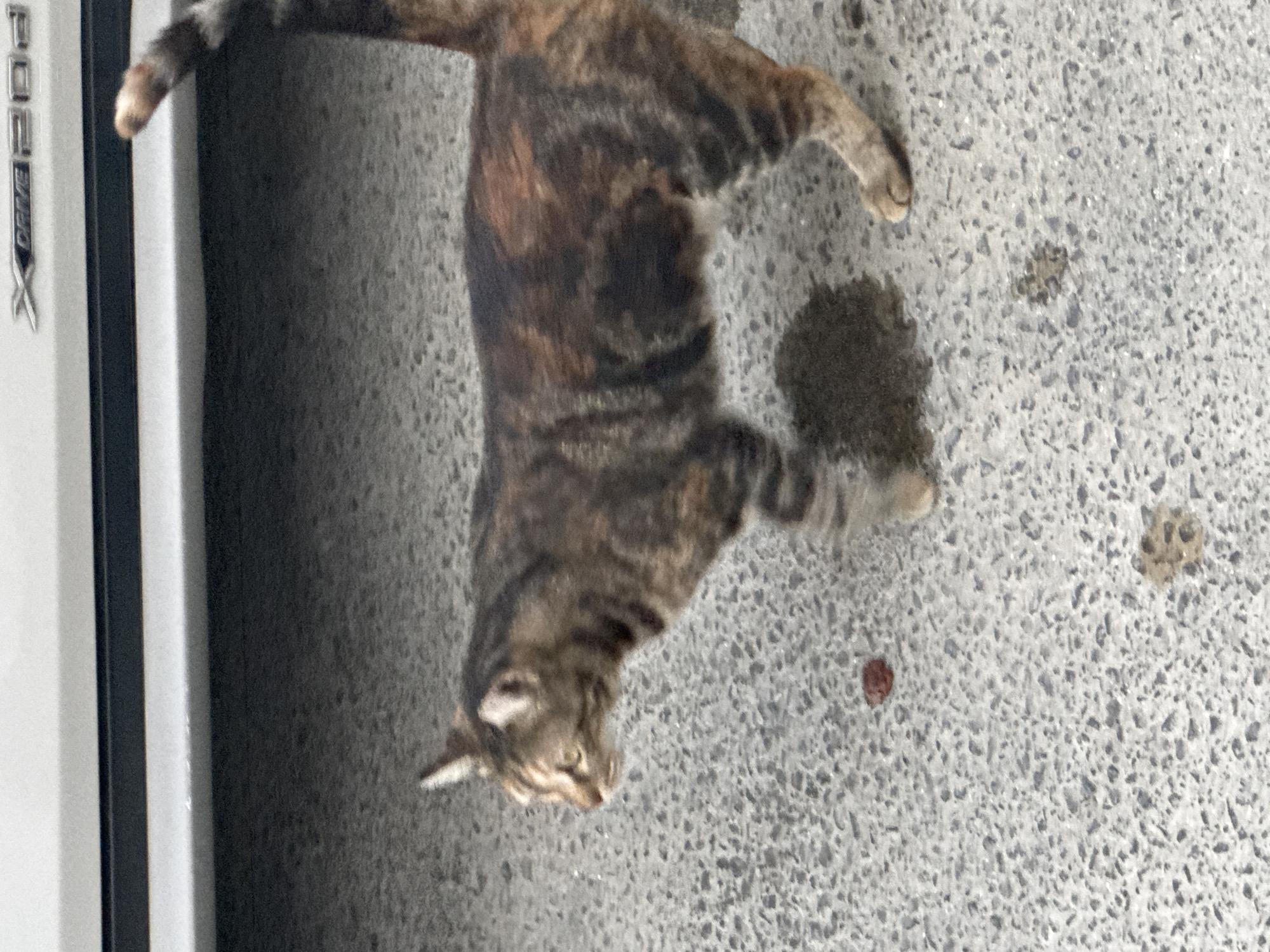 A calico cat with tabby markings walks across a grey asphalt surface. The cat is facing left, with its head turned slightly towards the camera. The cat has green eyes and pointy ears. Its fur is a mix of brown, black, and orange patches. The cat's tail is curled upwards. There are two small dark patches on the asphalt, possibly from liquid, and a small red object, possibly food, near the cat's front paws. In the background, a white vehicle with black trim and a "XDRIVE 20d" emblem is visible. The setting appears to be an outdoor urban environment in Agios Tychona Community, Cyprus.