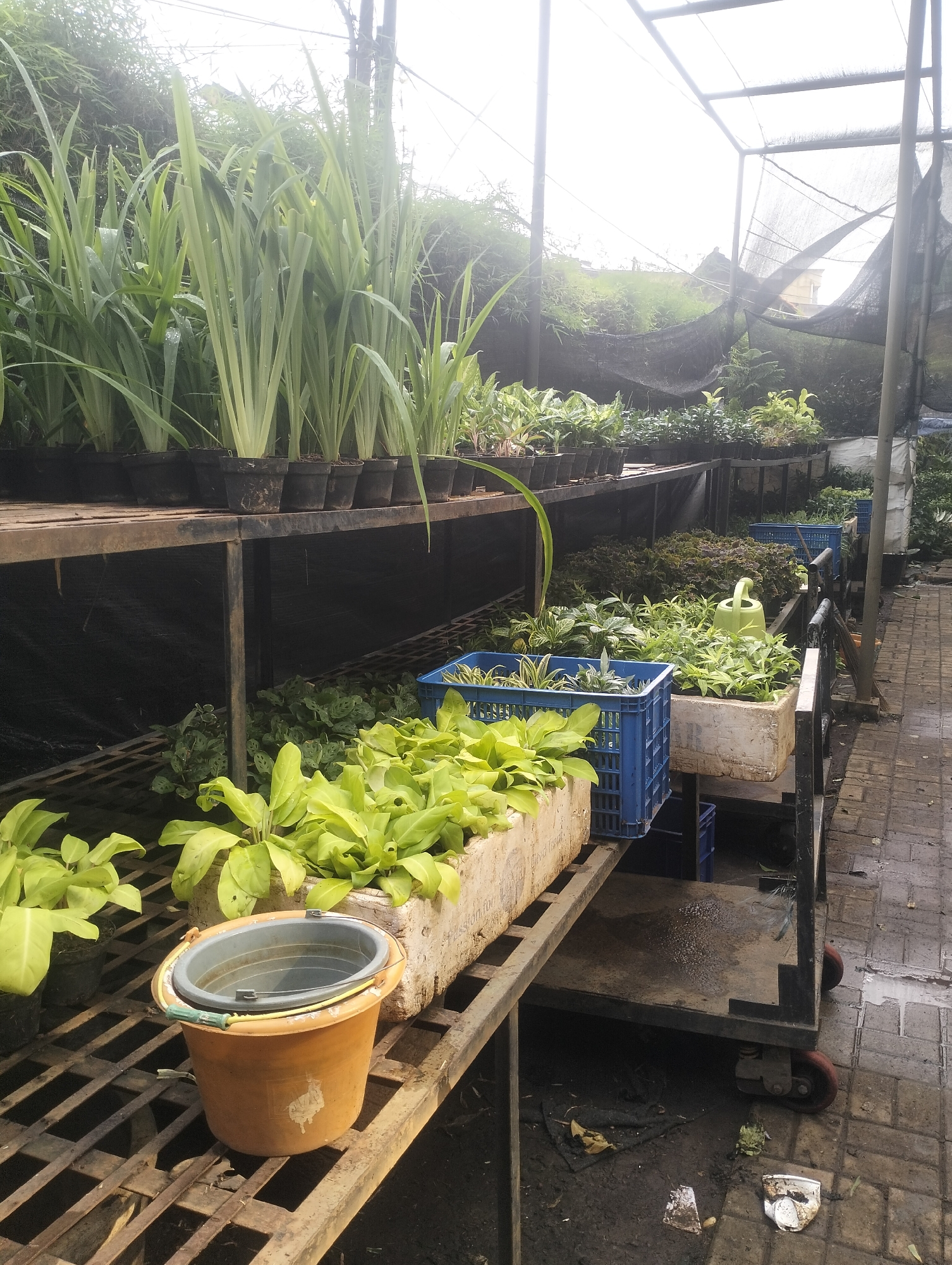 The image depicts a nursery or plant market, likely in West Jakarta, Indonesia. In the foreground, a bright yellow bucket with a grey insert sits on a metal shelf. Behind it, various plants in black pots and containers are arranged on tiered metal shelves. To the right, a blue plastic crate holds more plants, and further back, another crate and a white trough-like container are visible, the latter holding a bright green watering can. The background shows more plants, some under a black shade cloth structure. The ground is paved with bricks and appears damp, with some scattered debris. The overall impression is of a working plant cultivation or sales area.