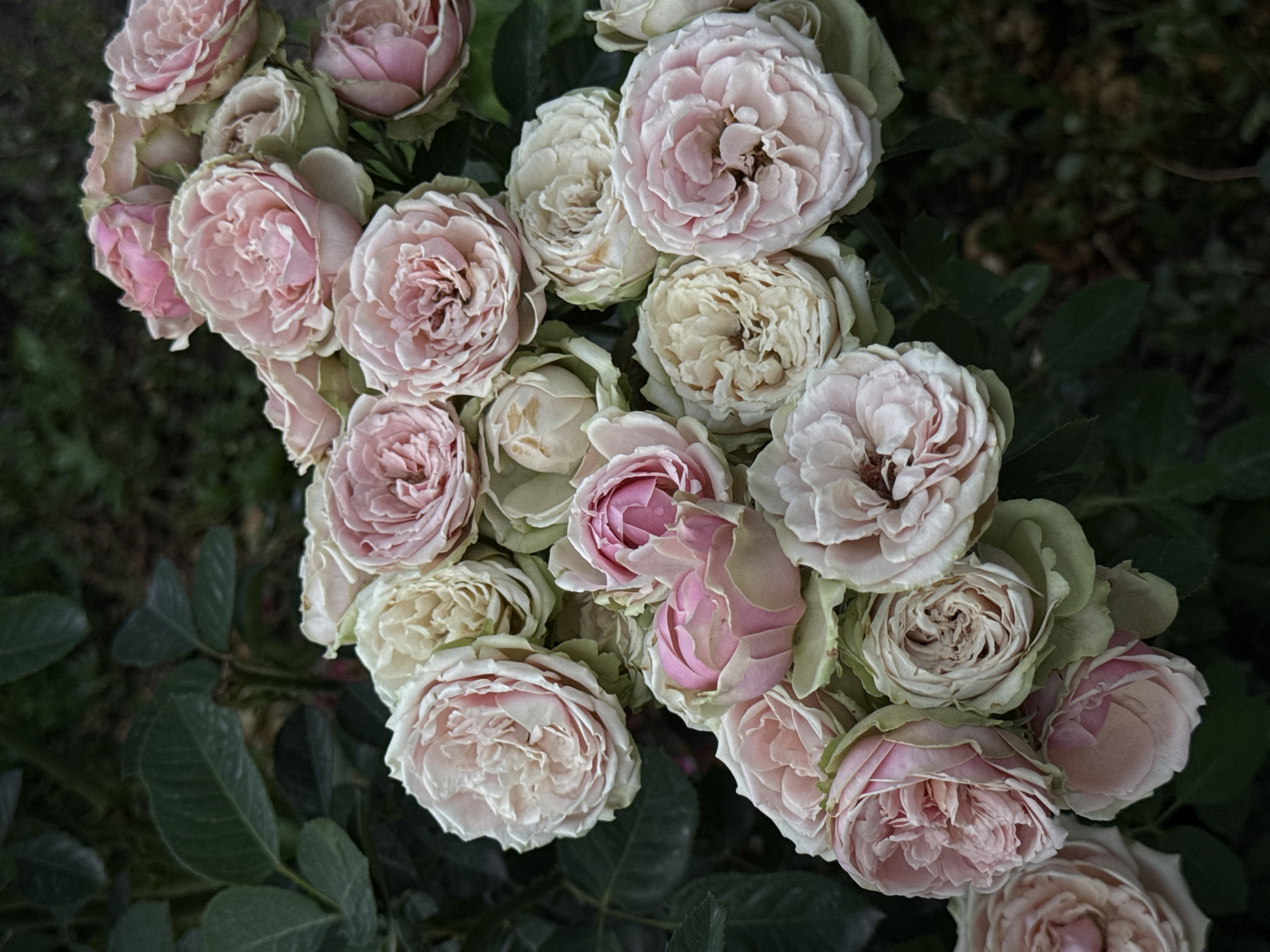 A close-up, vertical, top-down shot showcases a cluster of pale pink and cream-colored roses with green sepals. The roses, some fully bloomed and others partially open, are densely packed together, creating a rich texture. The background is a dark, out-of-focus mass of green foliage and dark earth, suggesting an outdoor garden setting. There are no people or animals visible, and no discernible action is taking place. The lighting is soft, and the overall mood is serene and naturalistic. The image is devoid of any elements that would identify its location within Vostok, Kyrgyzstan.