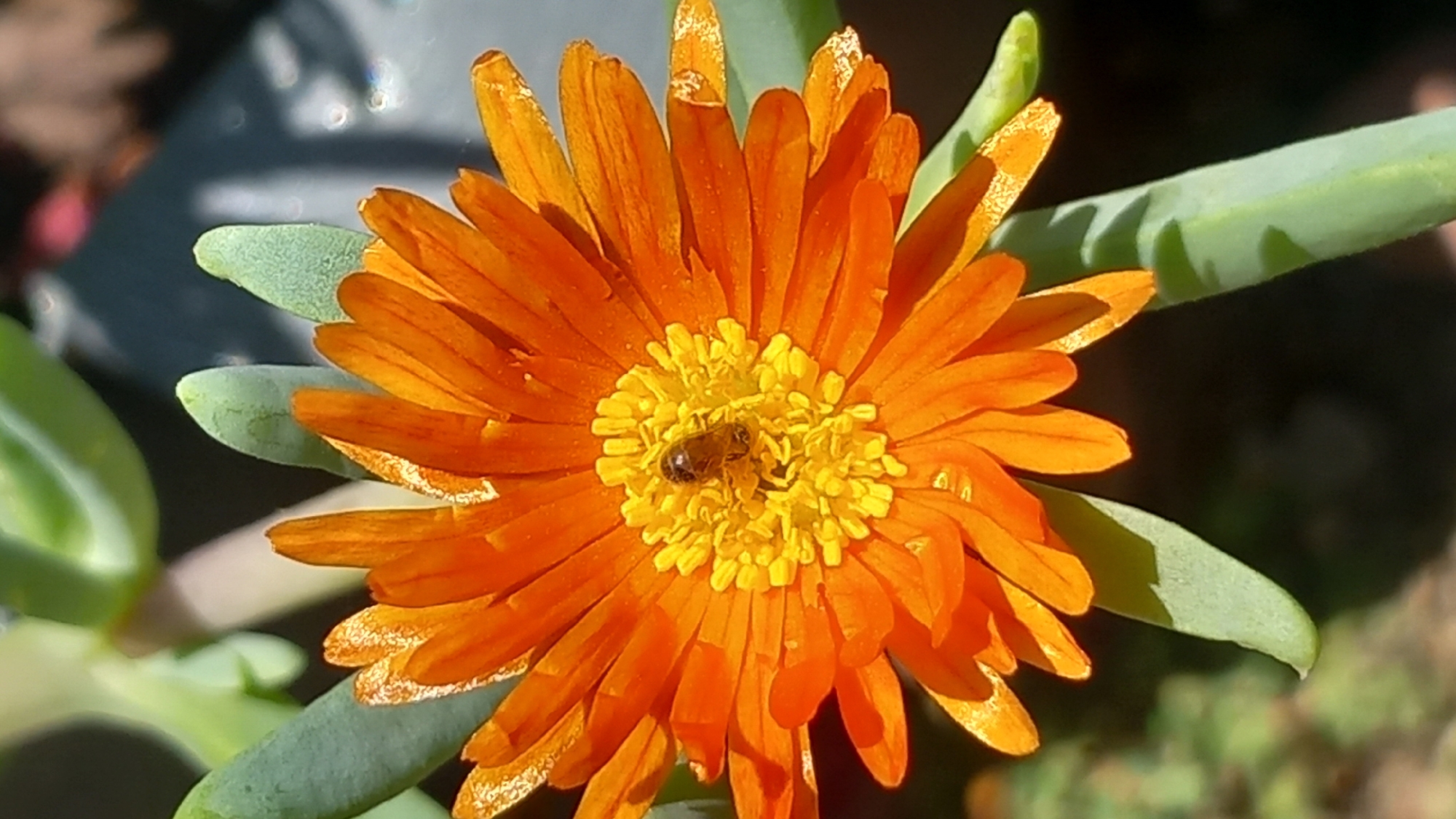 A close-up, eye-level shot captures a vibrant orange flower with a bright yellow center. A small, dark insect, likely a bee, is positioned in the center of the flower, appearing to feed on its pollen. The flower's petals are elongated and radiate outwards, with some showing a slight dusting of lighter orange or yellow. The background is softly blurred, with green succulent-like leaves visible above and to the left of the flower, and darker, out-of-focus elements in the background. The lighting suggests it is daytime, with some shadows cast by the plant. This image is from Άγιος Νεκτάριος, Greece.