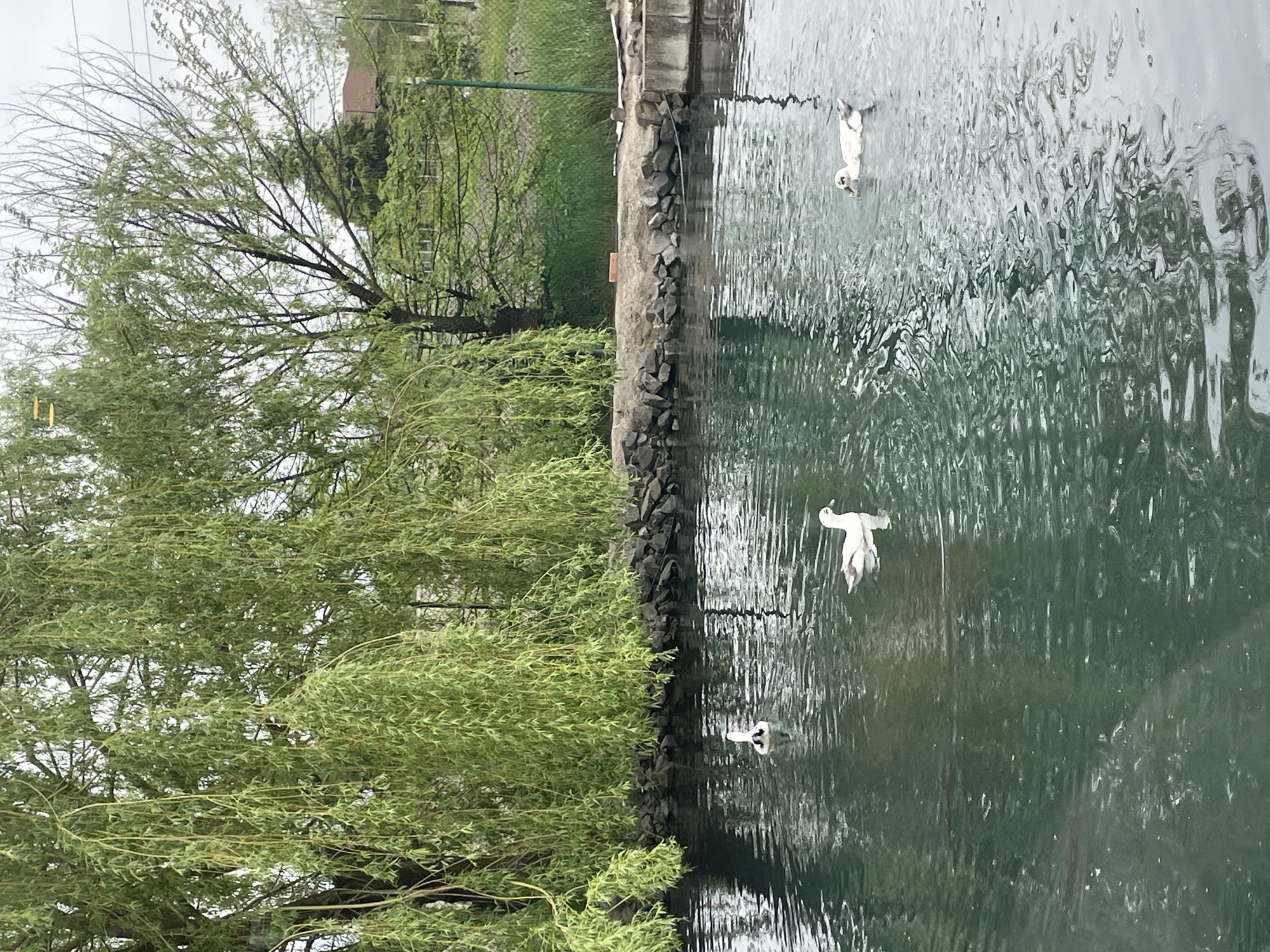 The image depicts a body of water bordered by a stone and concrete embankment on the right. A weeping willow tree is prominently positioned on the left side of the image. Three white birds, likely ducks or swans, are visible on the surface of the water. The water appears slightly rippled. In the background, a fence and green vegetation can be seen. The scene is located in or around the city of Tulovo, Bulgaria.